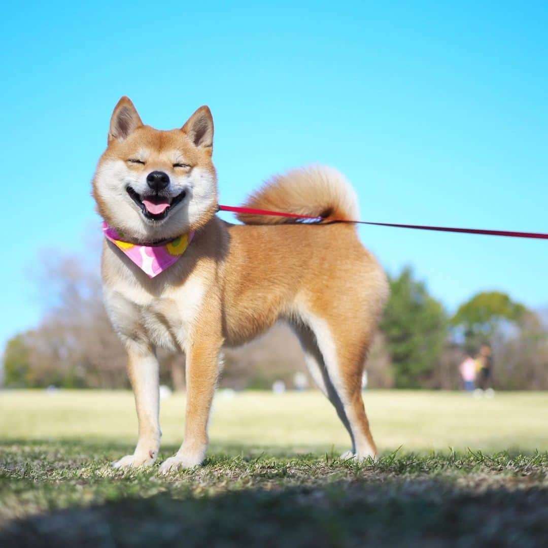 豆柴にこちゃんさんのインスタグラム写真 - (豆柴にこちゃんInstagram)「🐶 今日の東京は夏晴れ‼️🌞 こんな天気のいい日はお散歩連れてってあげたいなー🐾 . でも暑いから、 みんなは熱中症気をつけてね‼️ . #柴犬#豆柴#pecoいぬ部#犬#わんこ#犬#ここ柴部#shibainu#dog#mameshiba#pecotv#dog#いぬのきもち部#しばいぬ#しばけん#こいぬ#シバイヌ#いぬ#イヌ#赤柴#マメシバ#ペット#日本犬#子犬#puppy#doggo#pet」6月16日 16時56分 - nikochan.mame48