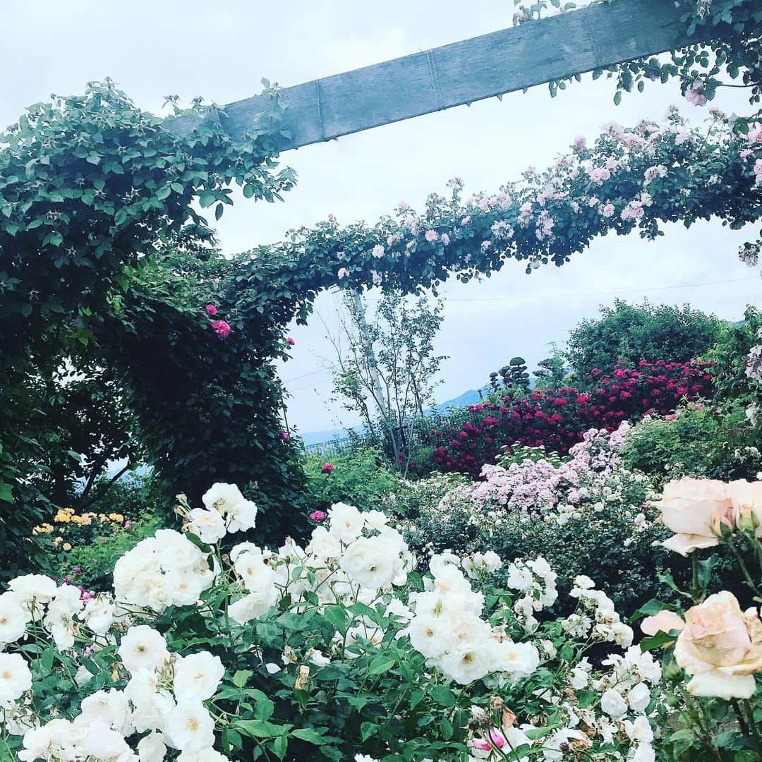 YOFFYさんのインスタグラム写真 - (YOFFYInstagram)「山と薔薇園とわたし ^_^  #信州 #信濃路 #長野県 #YOFFY」6月16日 17時07分 - yoffy_psychiclover