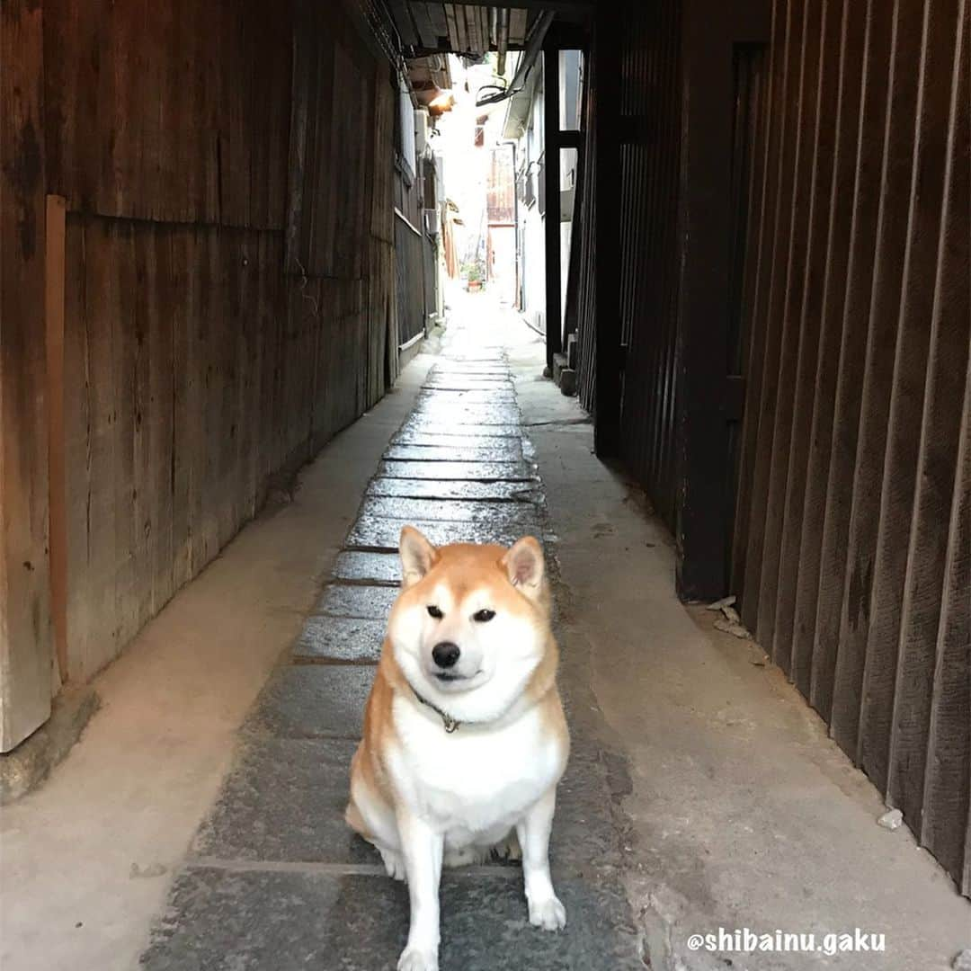 Kazumi-Gakumamaさんのインスタグラム写真 - (Kazumi-GakumamaInstagram)「初めての四国は、高松市のヴィラ塩江で一泊し、翌日は憧れの瀬戸大橋を渡り、念願だった広島県尾道市へ‼︎ *  広島県は高校の修学旅行以来、41年ぶり🤣 でも尾道は初めて✨ *  観光地として有名な、尾道の友人の正恵ちゃん宅には2泊もさせて貰いました➰🏠 夜は美味しい手作りのご馳走でおもてなし頂きました~🍽😋🐟 写真は愛犬のたまちゃん🐕 *  今から約5,000年前(縄文時代)に太田貝塚があったとされる尾道‼︎ 1169年に尾道が寄港地として認められて以来、800年超の歴史があるまちです⚓︎ *  映画の町として知られる尾道🎥は、大林宣彦監督の尾道三部作「転校生」「時をかける少女」「さびしんぼう」の他、NHKの朝ドラ「てっぱん」のロケ地にもなっています🎥 *  他に坂の町、寺の町、そして今では猫の町として知られています🐈 *  風情のある路地を一本入ると、タイムスリップしたように昭和の香りがしますが、街なかは若者向けオシャレ複合施設の「ONOMICHI U2」で賑わっています✨ *  尾道は猫の町とも言われてますが、岳と私が訪れた時は残念ながら3匹くらいしか遭遇出来ず🐈😭🐾 きっと岳が一緒だったからかも〜😹 *  最終日はつい先日、6/19から一時休業を発表した尾道ラーメンの老舗「朱華園」で美味しいラーメン🍜と餃子🥟を堪能😋 *  アッという間の3日間でした😍 *  残りの四国取材があったので、これ以上長い滞在は出来なかったけど、次は定番パワースポットの「千光寺」や向島にも行きたいなぁ〰️😌 🐾----*----*----*----🐾 Gaku and Mom & Dad stayed at Onomichi's friends house for 2 days🐕👭💕 Shiba Inu's Tama lives there🐕 Onomichi is a very nice town with tasteful alleys and slopes and a long history with many temples👌 🐾----*----*----*----🐾 #柴犬 #岳 #柴犬岳 #柴犬ガク#gaku #shibainugaku #shiba #shibainu #shibastagram #pecoいぬ部 #ペコいぬ部  #pecotv #いぬすたぐらむ #ふわもこ部 #ワンフルエンサー #正恵ちゃんありがとう #初めての尾道 #onomichiU2 #尾道ラーメン #朱華園 #20190616」6月16日 17時33分 - shibainu.gaku