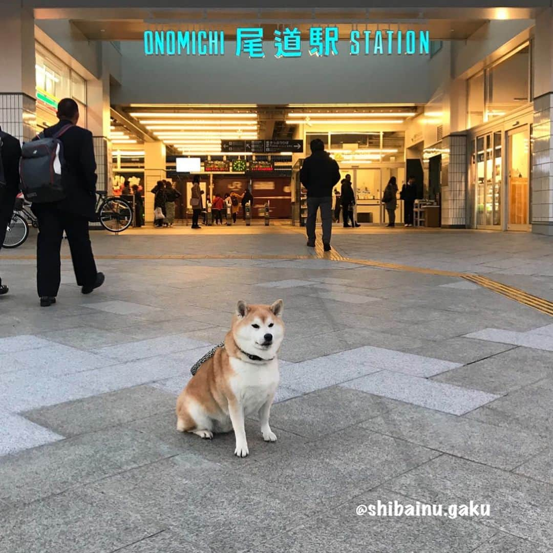 Kazumi-Gakumamaさんのインスタグラム写真 - (Kazumi-GakumamaInstagram)「初めての四国は、高松市のヴィラ塩江で一泊し、翌日は憧れの瀬戸大橋を渡り、念願だった広島県尾道市へ‼︎ *  広島県は高校の修学旅行以来、41年ぶり🤣 でも尾道は初めて✨ *  観光地として有名な、尾道の友人の正恵ちゃん宅には2泊もさせて貰いました➰🏠 夜は美味しい手作りのご馳走でおもてなし頂きました~🍽😋🐟 写真は愛犬のたまちゃん🐕 *  今から約5,000年前(縄文時代)に太田貝塚があったとされる尾道‼︎ 1169年に尾道が寄港地として認められて以来、800年超の歴史があるまちです⚓︎ *  映画の町として知られる尾道🎥は、大林宣彦監督の尾道三部作「転校生」「時をかける少女」「さびしんぼう」の他、NHKの朝ドラ「てっぱん」のロケ地にもなっています🎥 *  他に坂の町、寺の町、そして今では猫の町として知られています🐈 *  風情のある路地を一本入ると、タイムスリップしたように昭和の香りがしますが、街なかは若者向けオシャレ複合施設の「ONOMICHI U2」で賑わっています✨ *  尾道は猫の町とも言われてますが、岳と私が訪れた時は残念ながら3匹くらいしか遭遇出来ず🐈😭🐾 きっと岳が一緒だったからかも〜😹 *  最終日はつい先日、6/19から一時休業を発表した尾道ラーメンの老舗「朱華園」で美味しいラーメン🍜と餃子🥟を堪能😋 *  アッという間の3日間でした😍 *  残りの四国取材があったので、これ以上長い滞在は出来なかったけど、次は定番パワースポットの「千光寺」や向島にも行きたいなぁ〰️😌 🐾----*----*----*----🐾 Gaku and Mom & Dad stayed at Onomichi's friends house for 2 days🐕👭💕 Shiba Inu's Tama lives there🐕 Onomichi is a very nice town with tasteful alleys and slopes and a long history with many temples👌 🐾----*----*----*----🐾 #柴犬 #岳 #柴犬岳 #柴犬ガク#gaku #shibainugaku #shiba #shibainu #shibastagram #pecoいぬ部 #ペコいぬ部  #pecotv #いぬすたぐらむ #ふわもこ部 #ワンフルエンサー #正恵ちゃんありがとう #初めての尾道 #onomichiU2 #尾道ラーメン #朱華園 #20190616」6月16日 17時33分 - shibainu.gaku