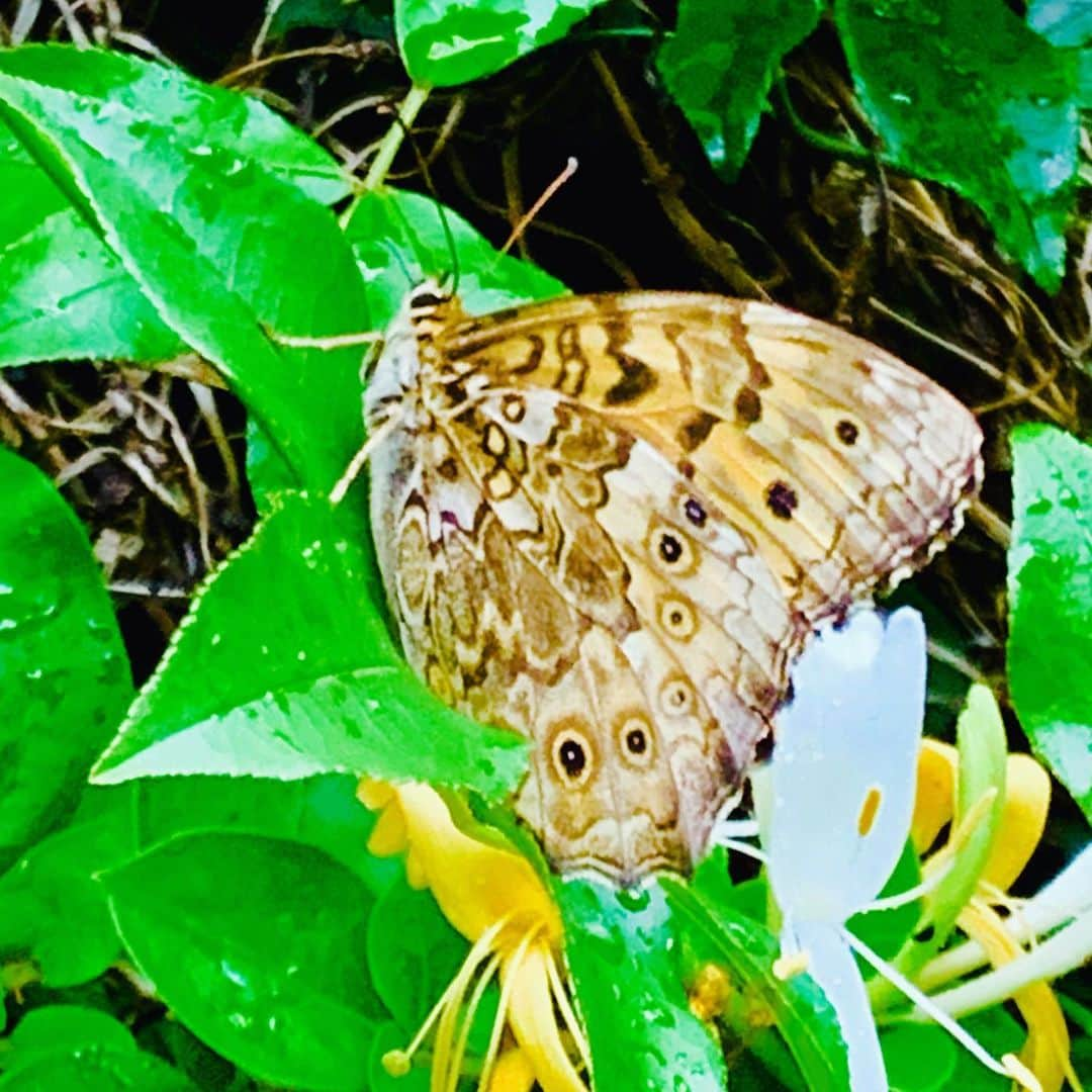 國分利治さんのインスタグラム写真 - (國分利治Instagram)「自宅の庭にたくさんの蝶々🦋が やって来た‼️ #國分利治 #アースホールディングス #hairmakeEARTH #EARTHART #地道力 #美容室経営 #fashion #美容室アース #earth_recruit #國分塾 #ちょう  #蝶々」6月16日 17時38分 - toshiharu_kokubun