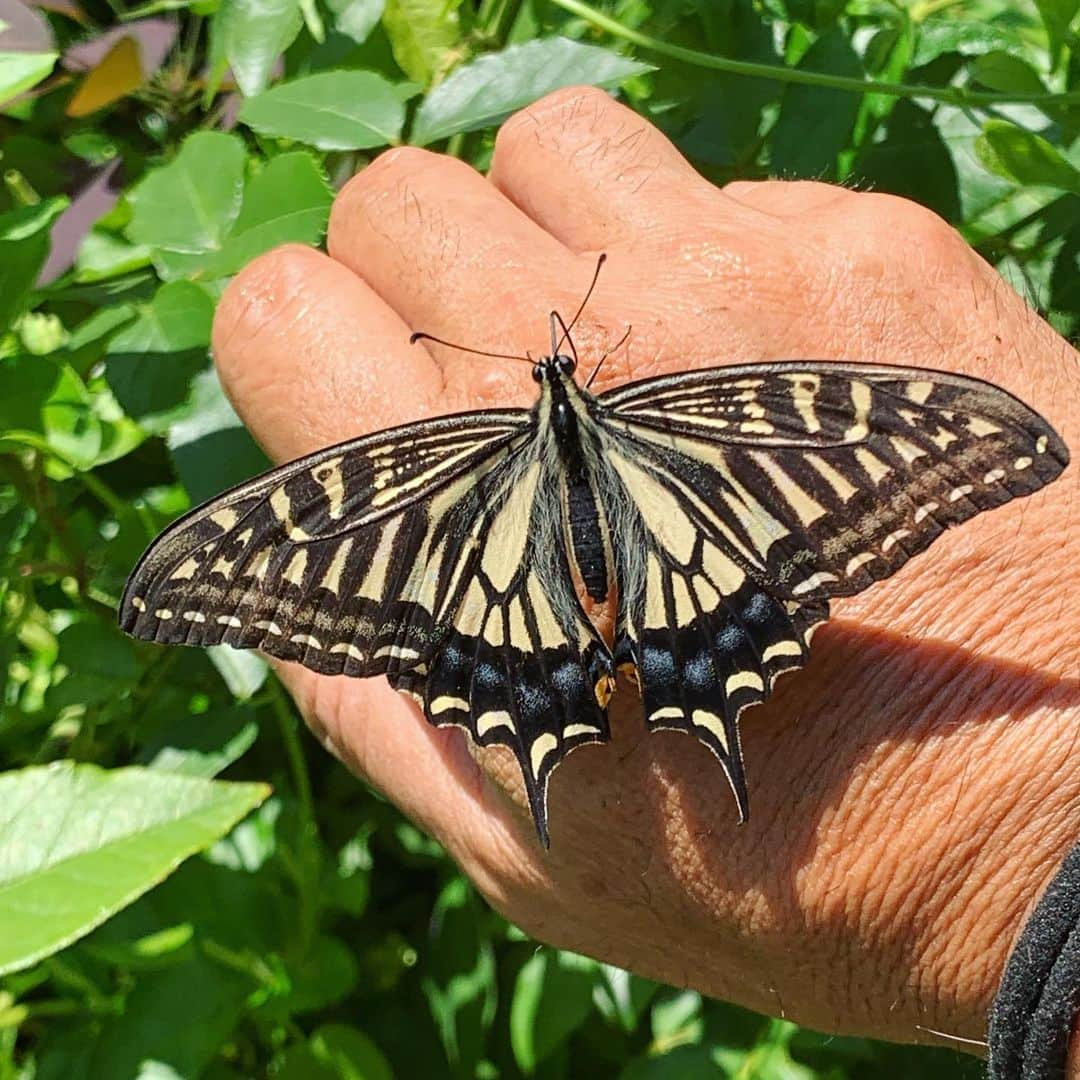 國分利治さんのインスタグラム写真 - (國分利治Instagram)「自宅の庭にたくさんの蝶々🦋が やって来た‼️ #國分利治 #アースホールディングス #hairmakeEARTH #EARTHART #地道力 #美容室経営 #fashion #美容室アース #earth_recruit #國分塾 #ちょう  #蝶々」6月16日 17時38分 - toshiharu_kokubun