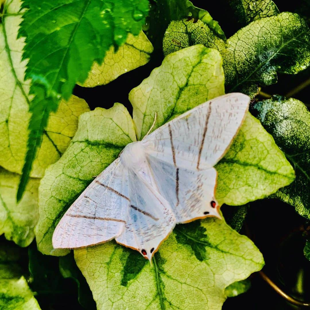 國分利治さんのインスタグラム写真 - (國分利治Instagram)「自宅の庭にたくさんの蝶々🦋が やって来た‼️ #國分利治 #アースホールディングス #hairmakeEARTH #EARTHART #地道力 #美容室経営 #fashion #美容室アース #earth_recruit #國分塾 #ちょう  #蝶々」6月16日 17時38分 - toshiharu_kokubun