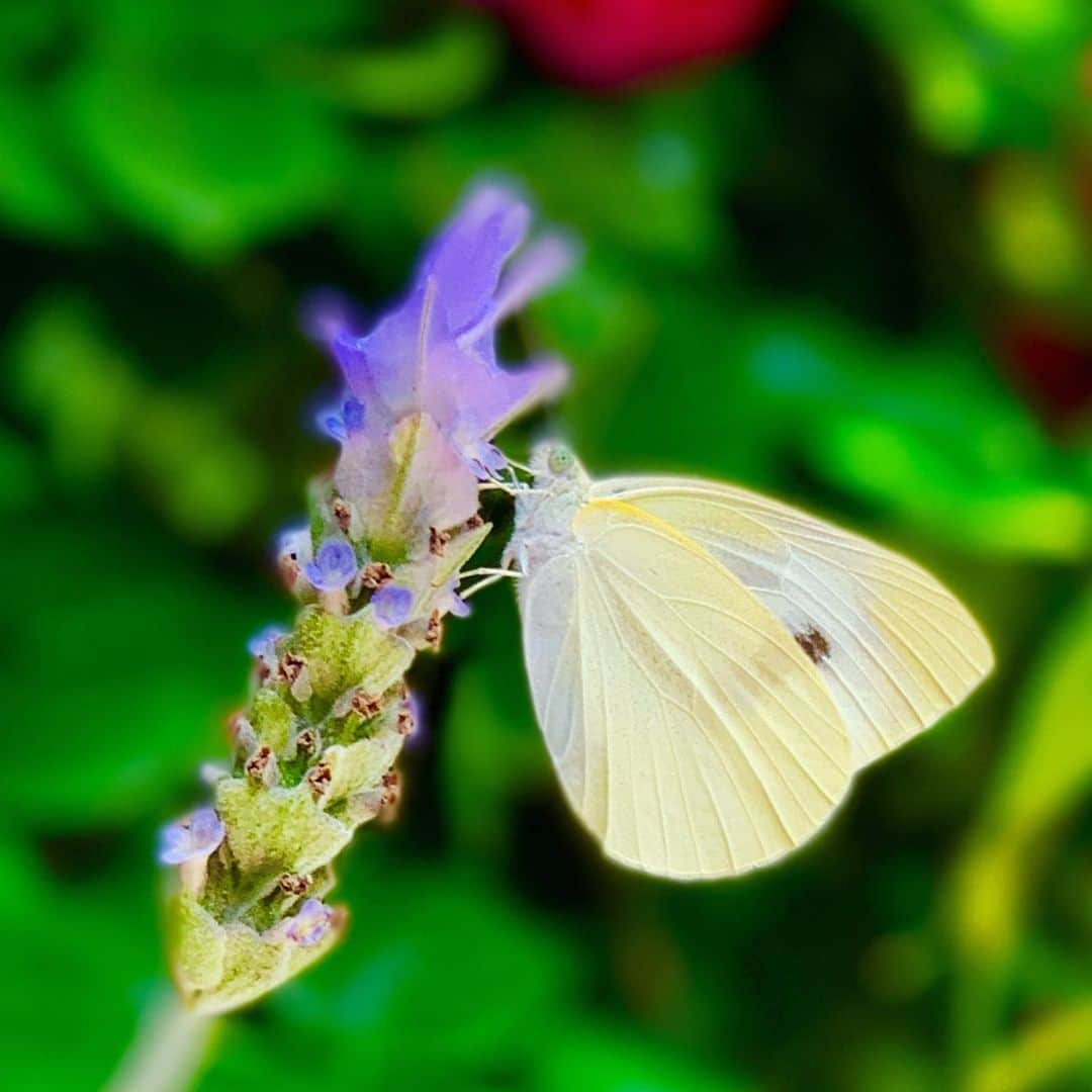 國分利治さんのインスタグラム写真 - (國分利治Instagram)「自宅の庭にたくさんの蝶々🦋が やって来た‼️ #國分利治 #アースホールディングス #hairmakeEARTH #EARTHART #地道力 #美容室経営 #fashion #美容室アース #earth_recruit #國分塾 #ちょう  #蝶々」6月16日 17時38分 - toshiharu_kokubun