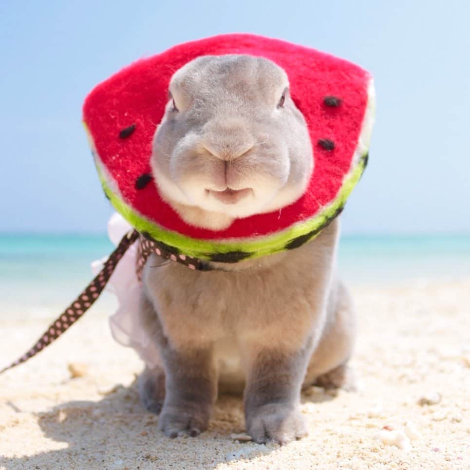 Kayoのインスタグラム：「🍉 スイカは好いか♡ 沖縄の今帰仁はスイカの名産地♪ 🍉 🍉 @pekosandesu  いつもありがとです☺︎ #スイカ一族 #スイカ一族11号」