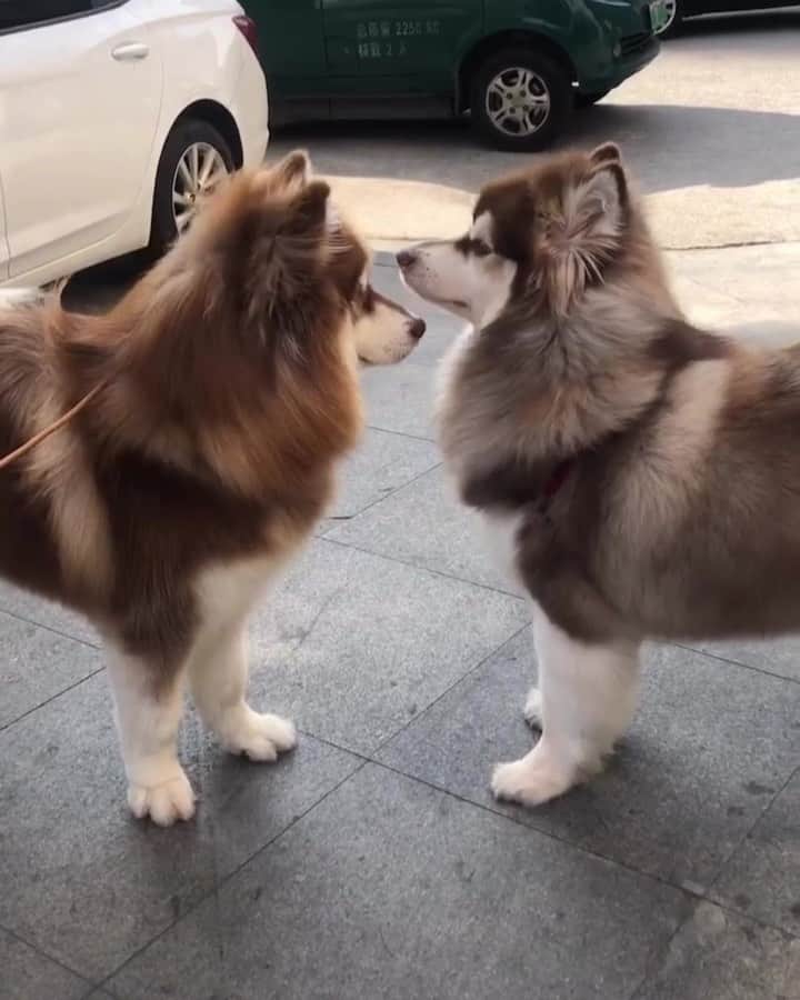 husky and malamuteのインスタグラム：「Looks like twins.🤣🤣」
