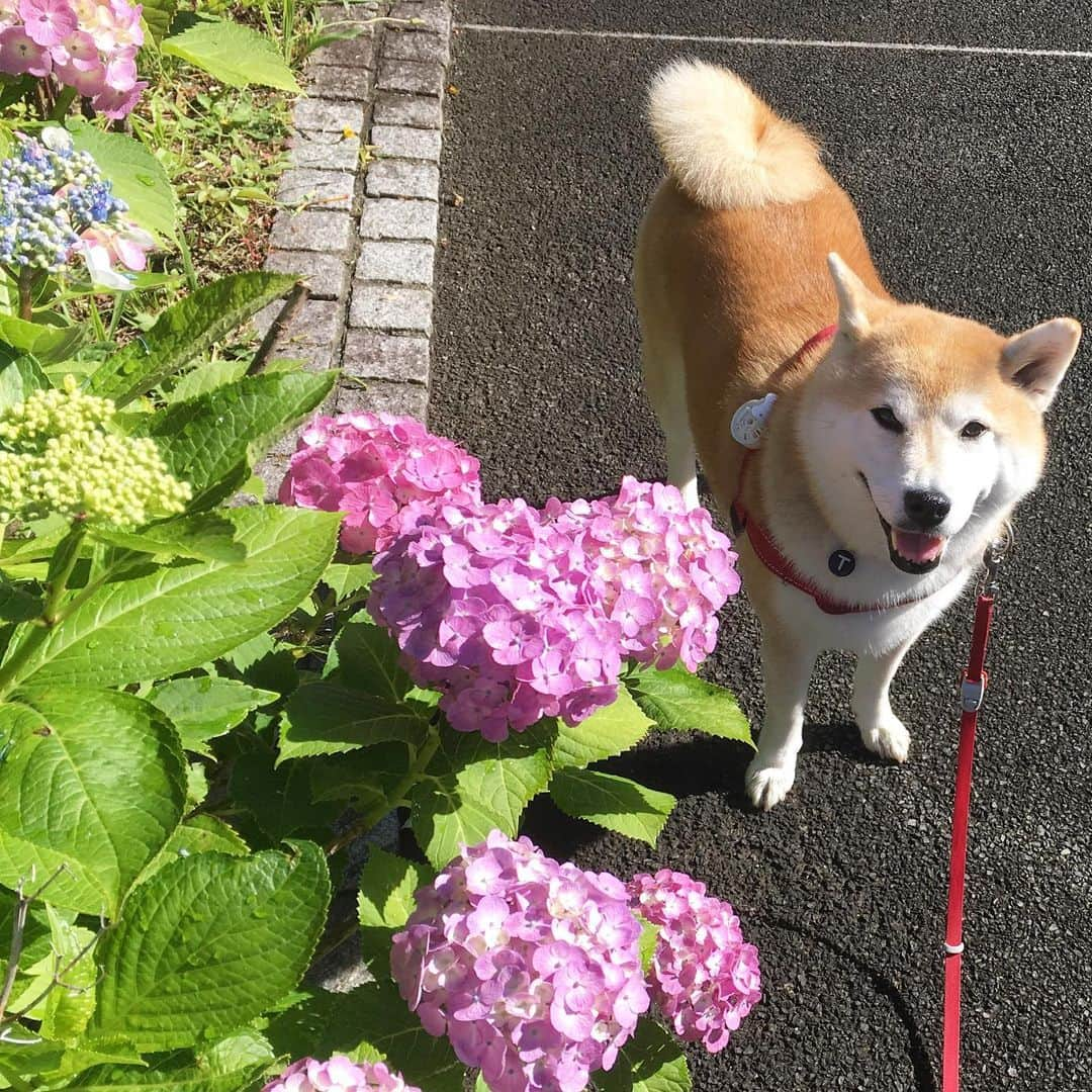 てんパパさんのインスタグラム写真 - (てんパパInstagram)「晴れて空気が澄んで、ちょっと暑いけどさわやかな午前のお散歩。」6月16日 18時04分 - tenchan.shiba