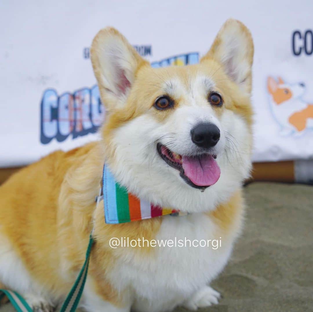 Liloさんのインスタグラム写真 - (LiloInstagram)「I had a pawesome time at #corgicon woof. It got a little wet so my human took me for a ride woof!」6月16日 9時20分 - lilothewelshcorgi
