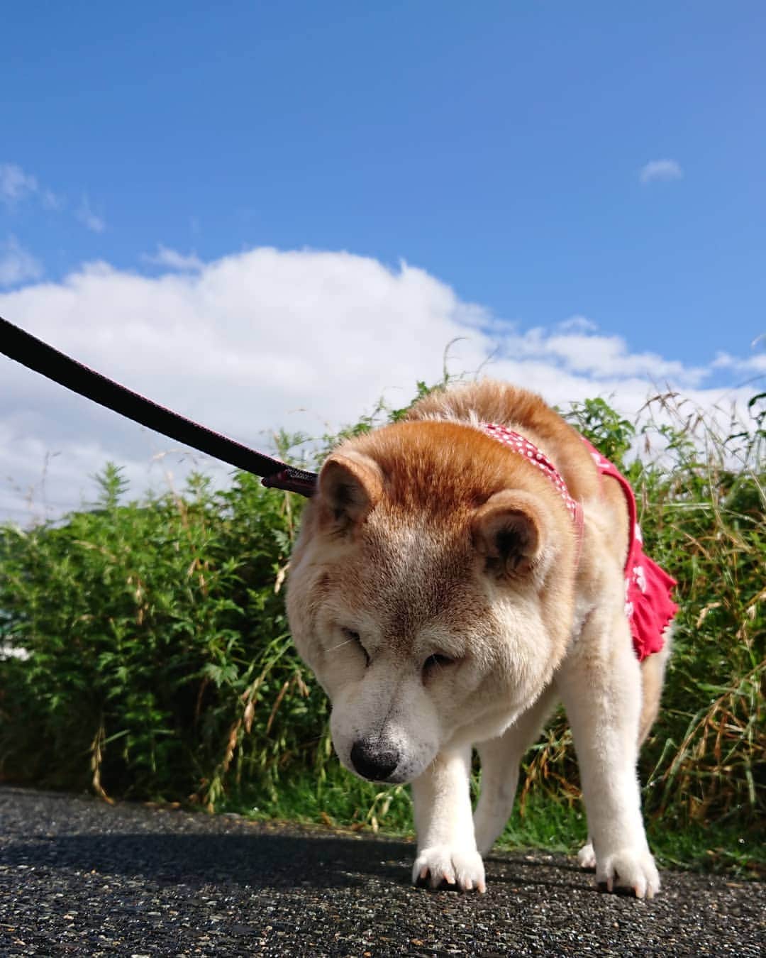柴子さんのインスタグラム写真 - (柴子Instagram)「おはようございます。 雨も上がって青空の見える朝。 まだ涼しい内にお散歩テクテク。 柴子(仮名)さん、起きてますか？ #柴犬　#shibainu #shibastagram」6月16日 9時27分 - senogawadogs