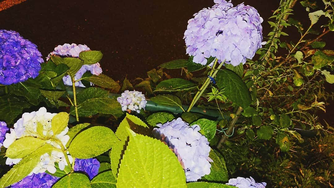 松坂南さんのインスタグラム写真 - (松坂南Instagram)「変わらず紫陽花撮りまくり😃  雨のあとの紫陽花はやっぱりなんか輝いてみえるんだー✨」6月16日 9時30分 - minami_matsuzaka