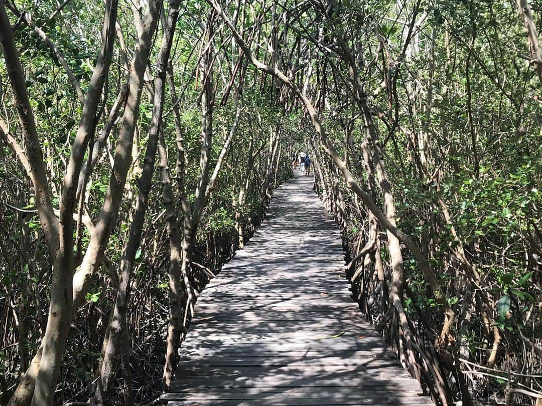 新井利佳さんのインスタグラム写真 - (新井利佳Instagram)「#sea #bangkok #thailand #thailand_ig #thailandtravel #salt #saltfarm #bangkoksalt #sky #blue #bangkokpetlife #mangrove #worldisbeautiful🌍❤️ #summervacation  #鹽 #鹽田 #曼谷 #泰國 #泰國旅遊  #暑假 #暑假活動 #紅樹林  #塩田 #バンコク #バンコク塩田 #マングローブの森 #こんなタイ知らなかった」6月16日 9時46分 - rika.arai