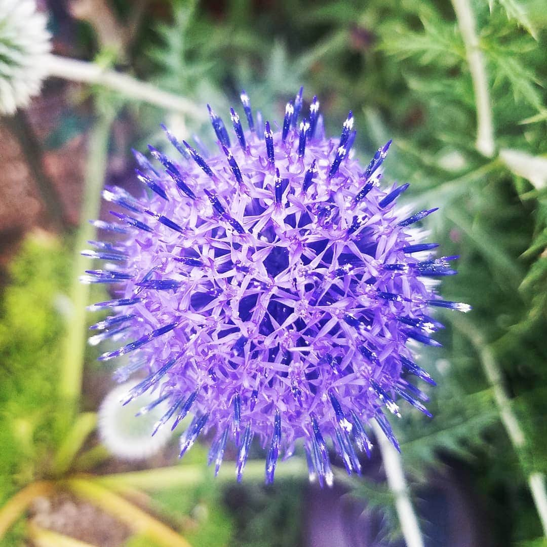 ガソリングラマーさんのインスタグラム写真 - (ガソリングラマーInstagram)「ECHINOPS PLATINUM BLUE GLOBE THISTLE IS BLOOMING DAY 2 #GASOLINEGARDEN #ILOVEGARDENS #GARDENSRULE #GARDENCHURCH #GARDENPARTY #GARDENMAGIC #AVANTGARDEN #GARDENS #GARDENGANGSTER #garden #gardenlife #GARDENER #gardentime #GARDENING #FLOWERS #plants #FLOWER #CACTUS #CACTI #SUCCULENTS @gasolineglamour  #GASOLINEGLAMOUR #AYEARINFLOWERS  #ECHINOPS #GLOBETHISTLE #shadowhills  #THANKYOU #BLUESTONEPERENNIALS  Echinops is a genus of about 120 species of flowering plants in the daisy family Asteraceae, commonly known as globe thistles. They have spiny foliage and produce blue or white spherical flower heads. They are native to Europe, east to central Asia, and south to the mountains of tropical Africa.  Scientific name: Echinops  Order: Asterales  Rank: Genus  Higher classification: Echinopsinae  Tribe: Cynareae  Family: Asteraceae」6月16日 9時46分 - gasolineglamour