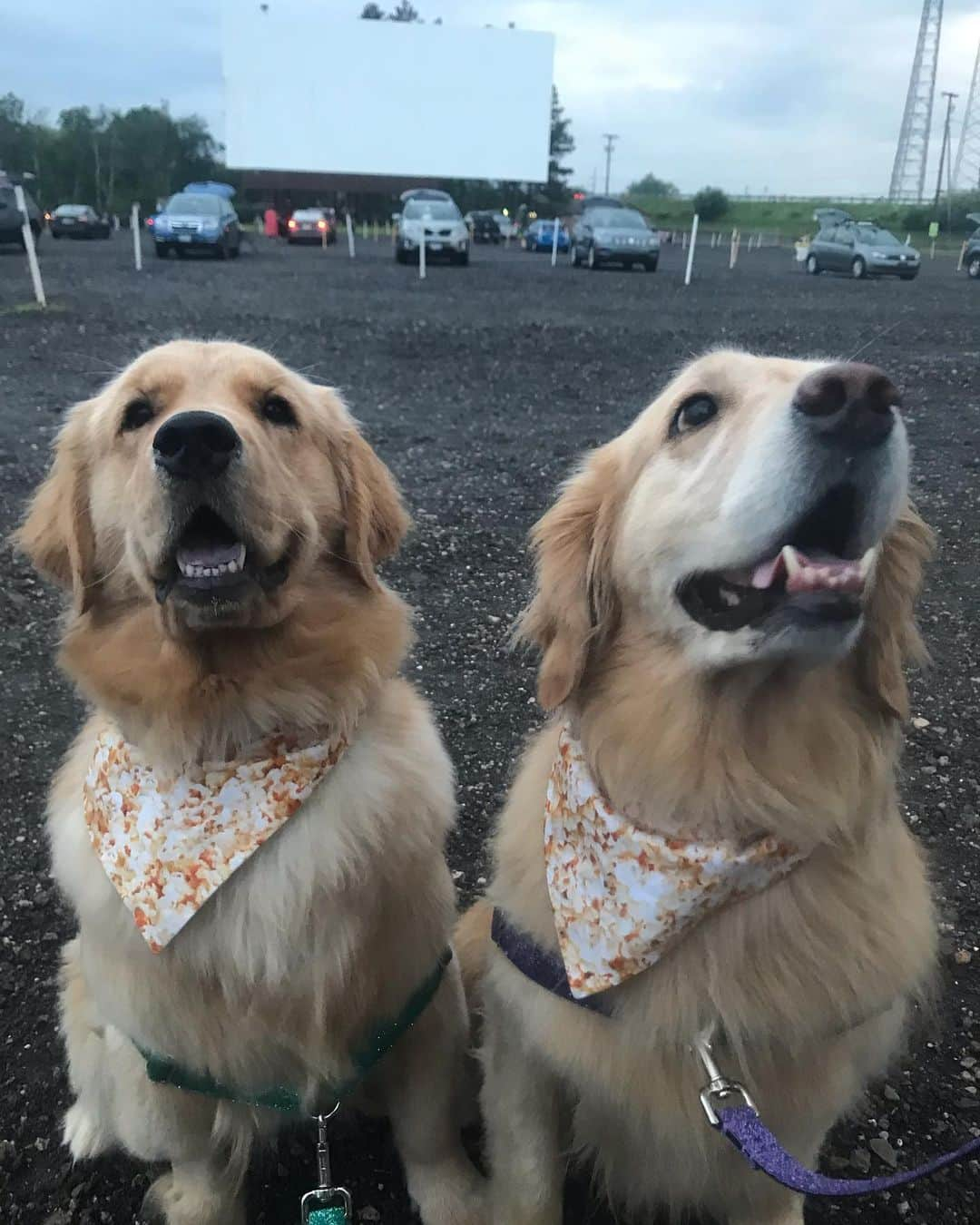 モヒートさんのインスタグラム写真 - (モヒートInstagram)「Trying to get a good photo but my sister is a derp 😂 we are at the drive in to see @secretlifeofpets in support of @mbrohio @autoramadrivein 🐾💜 ------------------------------- #goldensofig #goldenretriever  #goldenretrieversofinstagram #betterwithpets #dogsofig  #dogsofinstagram #fluffypack #gloriousgoldens #welovegoldens #ilovemydog #goldenlife #bestwoof #ProPlanDog #ilovegolden_retrievers #mydogiscutest #retrieversgram #dogsofcle  #movies #driveintheater #driveinmovie #secretlifeofpets2」6月16日 10時11分 - mojito_rose_family