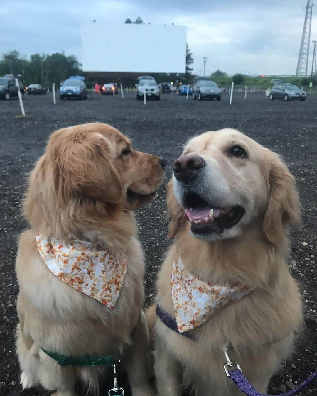 モヒートさんのインスタグラム写真 - (モヒートInstagram)「Trying to get a good photo but my sister is a derp 😂 we are at the drive in to see @secretlifeofpets in support of @mbrohio @autoramadrivein 🐾💜 ------------------------------- #goldensofig #goldenretriever  #goldenretrieversofinstagram #betterwithpets #dogsofig  #dogsofinstagram #fluffypack #gloriousgoldens #welovegoldens #ilovemydog #goldenlife #bestwoof #ProPlanDog #ilovegolden_retrievers #mydogiscutest #retrieversgram #dogsofcle  #movies #driveintheater #driveinmovie #secretlifeofpets2」6月16日 10時11分 - mojito_rose_family