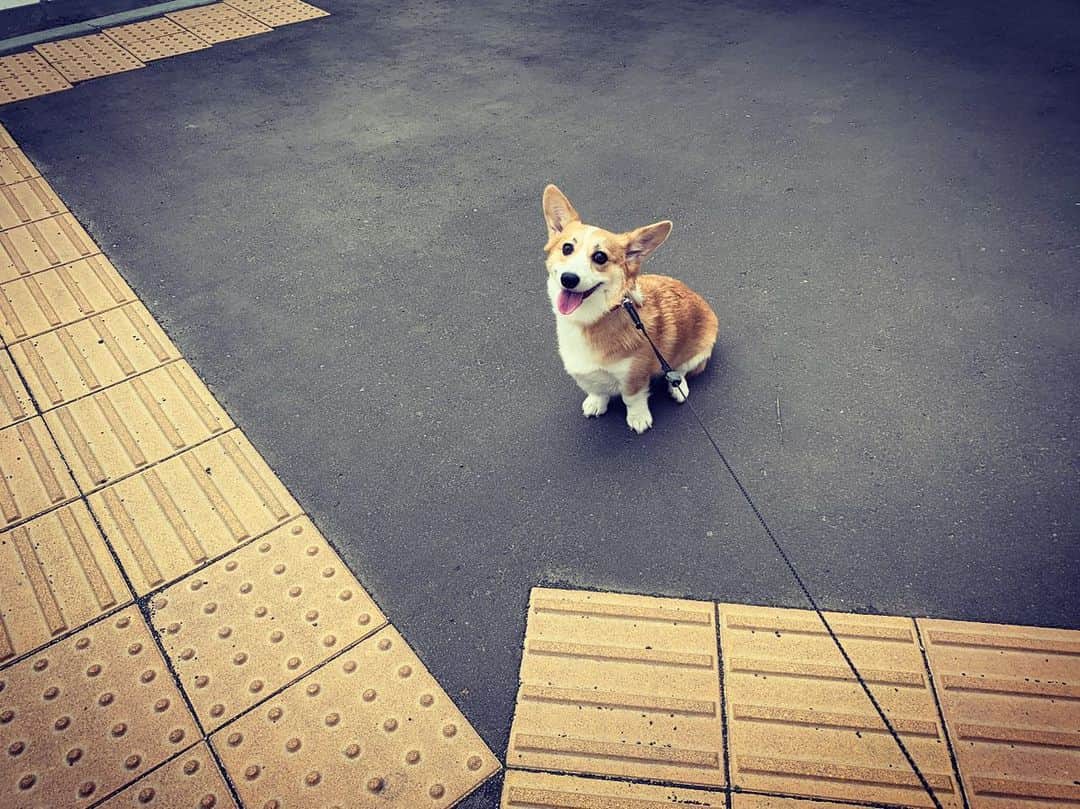 のインスタグラム：「. ぽつんとペロ 点字ブロックが怖くて歩けない 囲まれてしまった😱笑 ★ #いぬのいる暮らし #コーギー #cogi」