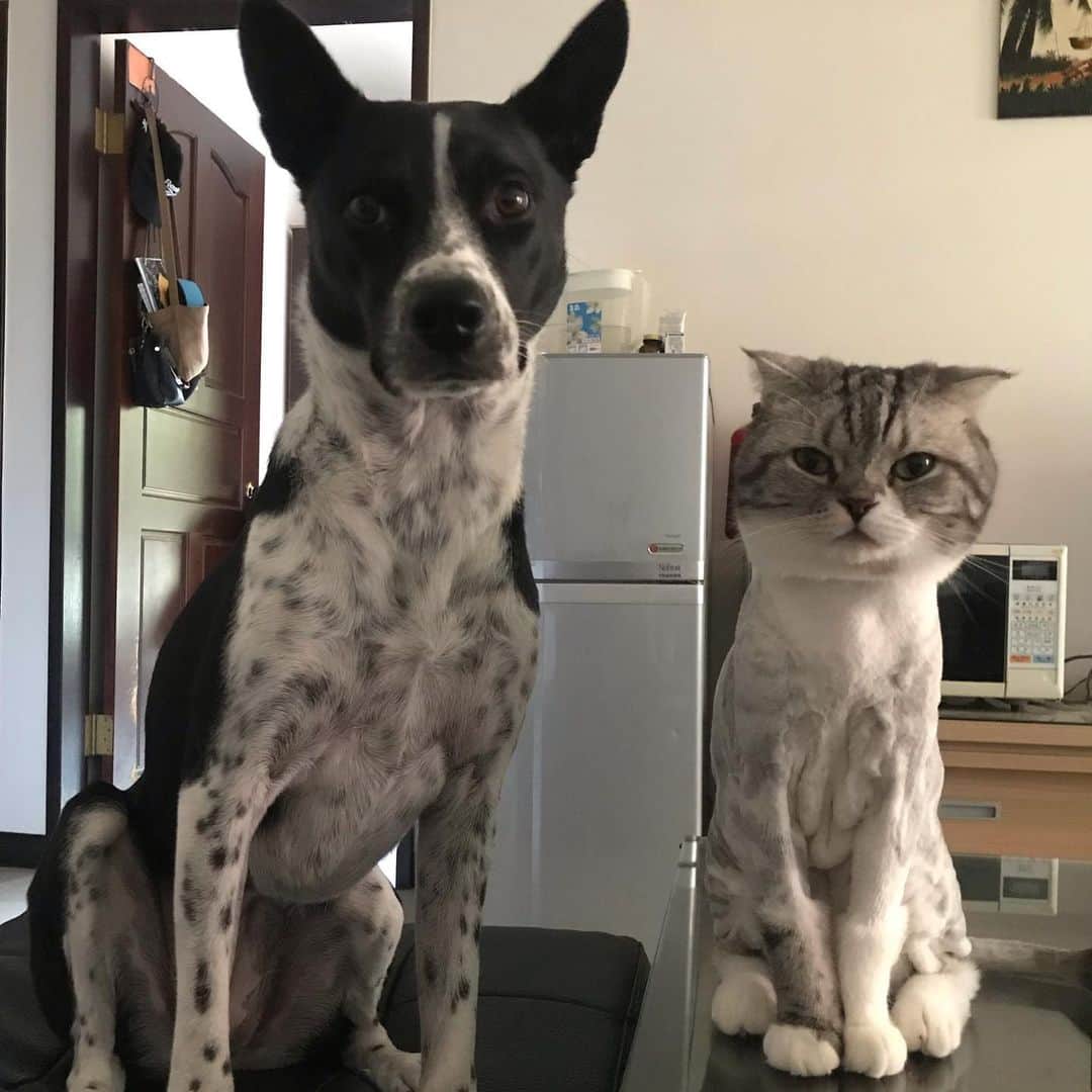 のインスタグラム：「. おはよございます🐱🐶 . #cat#catstagram #catsofinstagram #instacat #cutecat #かつおとメイ#何この感じw#白黒ときどき水玉」