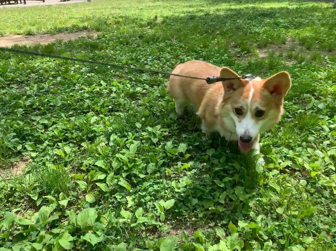 のインスタグラム：「. 公園でわいわい #いぬのいる暮らし #コーギー #cogi」