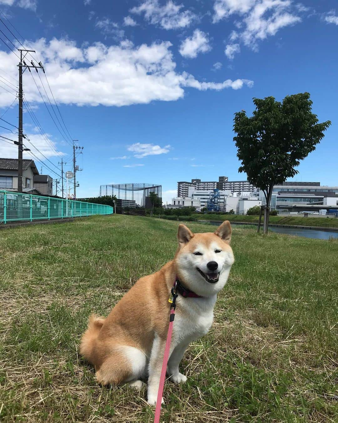 柴犬のモモさんのインスタグラム写真 - (柴犬のモモInstagram)「おはようございます。モデル犬、飽きる #いぬ #イヌ #犬 #柴犬 #赤柴 #日本犬 #犬バカ部 #ふわもこ部 #いぬら部 #癒しわんこ #柴犬マニア #犬のいる暮らし #口角キュキュッと部 #shiba #shibainu #shibadog #dogstagram #dogsofinstagram #shibastagram #shibasofinstagram #shibamania #inu #instadog #toyota_dog」6月16日 10時31分 - shi_ba_i_nu_momo