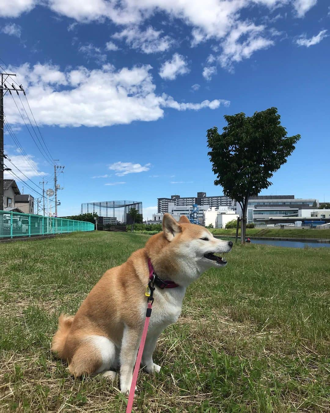 柴犬のモモさんのインスタグラム写真 - (柴犬のモモInstagram)「おはようございます。モデル犬、飽きる #いぬ #イヌ #犬 #柴犬 #赤柴 #日本犬 #犬バカ部 #ふわもこ部 #いぬら部 #癒しわんこ #柴犬マニア #犬のいる暮らし #口角キュキュッと部 #shiba #shibainu #shibadog #dogstagram #dogsofinstagram #shibastagram #shibasofinstagram #shibamania #inu #instadog #toyota_dog」6月16日 10時31分 - shi_ba_i_nu_momo