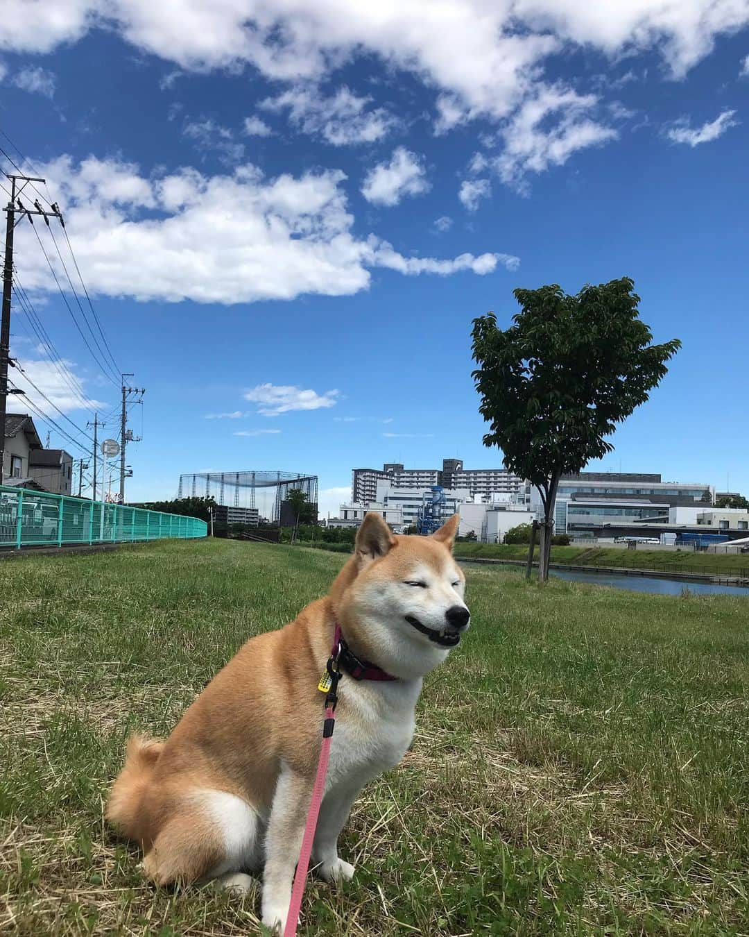 柴犬のモモさんのインスタグラム写真 - (柴犬のモモInstagram)「おはようございます。モデル犬、飽きる #いぬ #イヌ #犬 #柴犬 #赤柴 #日本犬 #犬バカ部 #ふわもこ部 #いぬら部 #癒しわんこ #柴犬マニア #犬のいる暮らし #口角キュキュッと部 #shiba #shibainu #shibadog #dogstagram #dogsofinstagram #shibastagram #shibasofinstagram #shibamania #inu #instadog #toyota_dog」6月16日 10時31分 - shi_ba_i_nu_momo