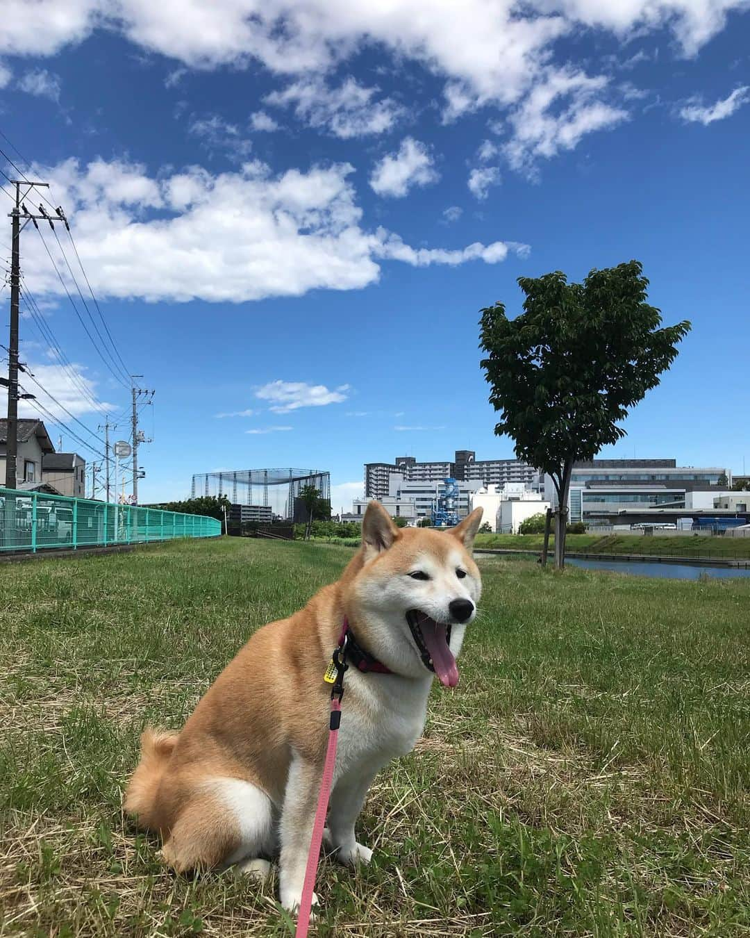 柴犬のモモさんのインスタグラム写真 - (柴犬のモモInstagram)「おはようございます。モデル犬、飽きる #いぬ #イヌ #犬 #柴犬 #赤柴 #日本犬 #犬バカ部 #ふわもこ部 #いぬら部 #癒しわんこ #柴犬マニア #犬のいる暮らし #口角キュキュッと部 #shiba #shibainu #shibadog #dogstagram #dogsofinstagram #shibastagram #shibasofinstagram #shibamania #inu #instadog #toyota_dog」6月16日 10時31分 - shi_ba_i_nu_momo