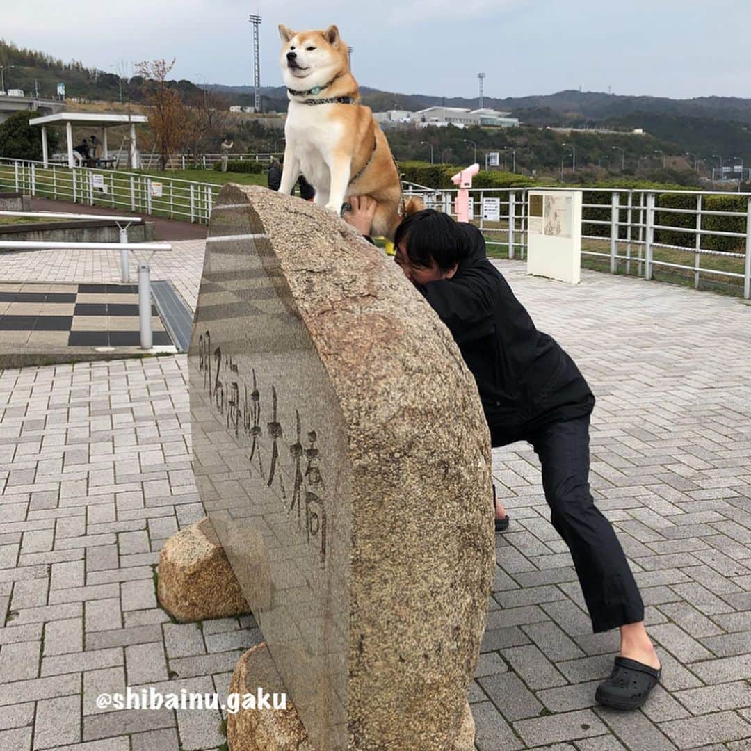 Kazumi-Gakumamaさんのインスタグラム写真 - (Kazumi-GakumamaInstagram)「今年の桜の季節に、私は愛犬岳と初めて四国の地を訪れました➰🐕🐾💕 *  とりあえず明石海峡大橋(パールブリッジ)で記念撮影📷 *  実は後ろであつし犬が岳を押さえています🤣 *  残念な事に、双眼鏡で覗いた景色は実は曇ってて良く見えませんでした~😂 *  淡路サービスエリアには大観覧車があって、6人乗りゴンドラ40台が、1周を約12分掛けて回ります。 *  ゴンドラにはペットも乗れるワンコ無料のゴンドラが2台あったけど、車酔いをやっと克服しつつある岳に12分も無理させるのは可哀想なので今回はパス‼︎ *  その代わり、帰りに大観覧車の下のドッグランで遊び大満足➰🎡🐕💨 🐾----*----*----*----🐾 In late March of this year, I visited Shikoku island for the first time with my dog ​​Gaku🐕🐾💕 Here is Akashi Kaikyo Bridge🌉 🐾----*----*----*----🐾 #柴犬 #岳 #柴犬岳 #柴犬ガク#gaku #shibainugaku #shiba #shibainu #shibastagram #pecoいぬ部 #ペコいぬ部  #pecotv #いぬすたぐらむ #ふわもこ部 #ワンフルエンサー #明石海峡大橋 #パールブリッジ #淡路サービスエリア #恋人の聖地 #初めての四国 #20190616」6月16日 10時45分 - shibainu.gaku