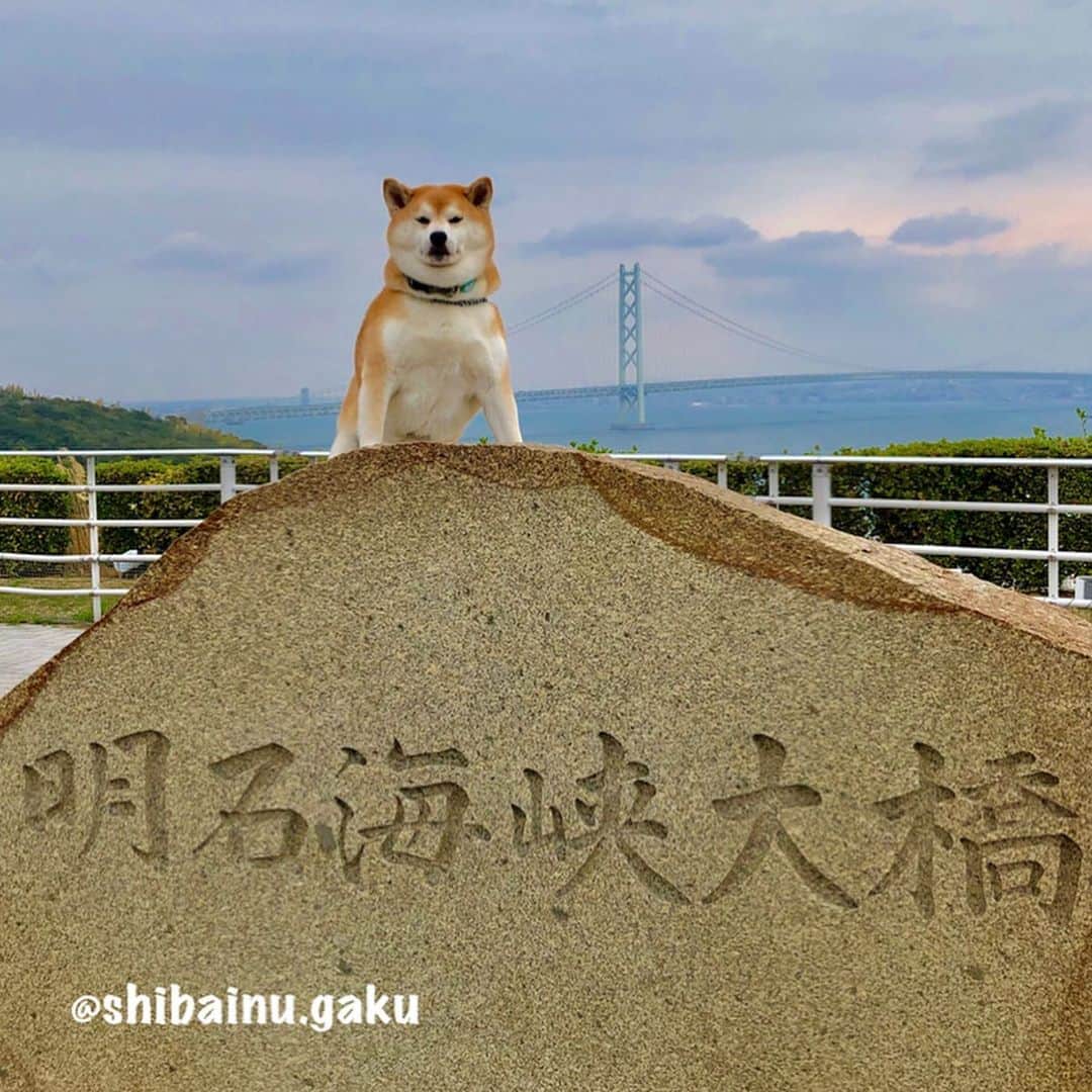 Kazumi-Gakumamaさんのインスタグラム写真 - (Kazumi-GakumamaInstagram)「今年の桜の季節に、私は愛犬岳と初めて四国の地を訪れました➰🐕🐾💕 *  とりあえず明石海峡大橋(パールブリッジ)で記念撮影📷 *  実は後ろであつし犬が岳を押さえています🤣 *  残念な事に、双眼鏡で覗いた景色は実は曇ってて良く見えませんでした~😂 *  淡路サービスエリアには大観覧車があって、6人乗りゴンドラ40台が、1周を約12分掛けて回ります。 *  ゴンドラにはペットも乗れるワンコ無料のゴンドラが2台あったけど、車酔いをやっと克服しつつある岳に12分も無理させるのは可哀想なので今回はパス‼︎ *  その代わり、帰りに大観覧車の下のドッグランで遊び大満足➰🎡🐕💨 🐾----*----*----*----🐾 In late March of this year, I visited Shikoku island for the first time with my dog ​​Gaku🐕🐾💕 Here is Akashi Kaikyo Bridge🌉 🐾----*----*----*----🐾 #柴犬 #岳 #柴犬岳 #柴犬ガク#gaku #shibainugaku #shiba #shibainu #shibastagram #pecoいぬ部 #ペコいぬ部  #pecotv #いぬすたぐらむ #ふわもこ部 #ワンフルエンサー #明石海峡大橋 #パールブリッジ #淡路サービスエリア #恋人の聖地 #初めての四国 #20190616」6月16日 10時45分 - shibainu.gaku