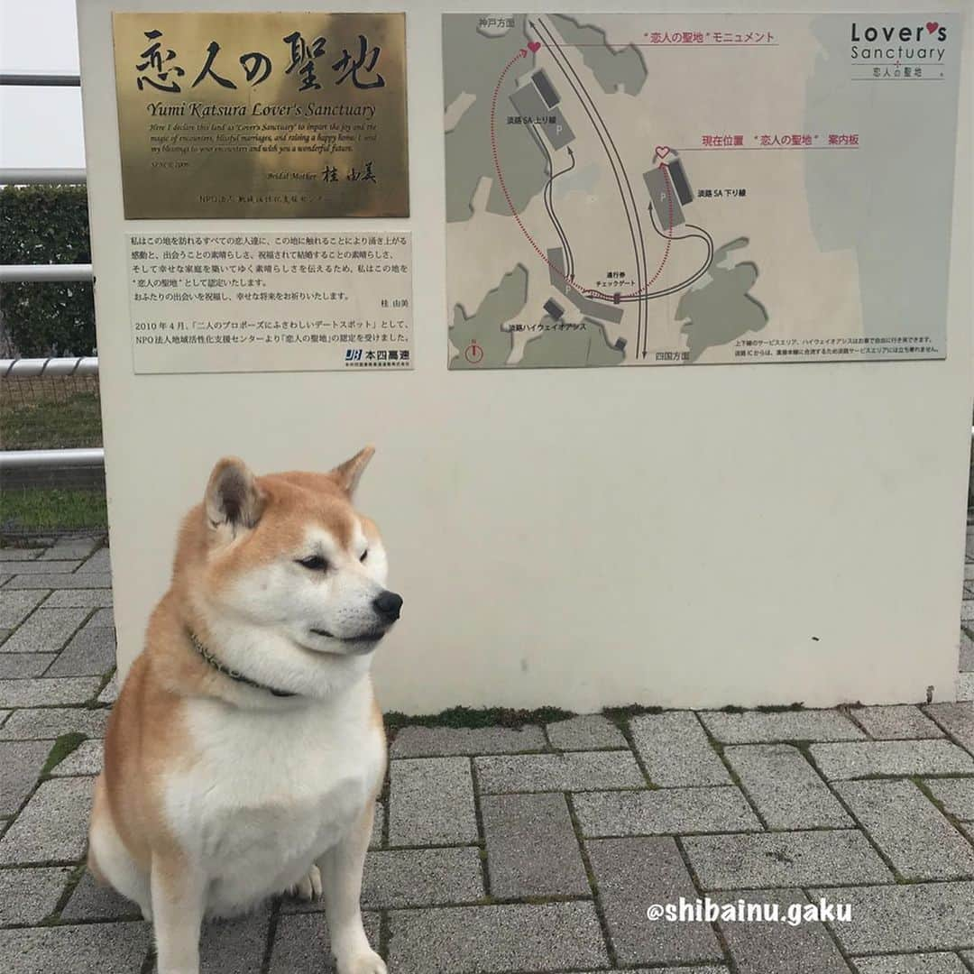 Kazumi-Gakumamaさんのインスタグラム写真 - (Kazumi-GakumamaInstagram)「今年の桜の季節に、私は愛犬岳と初めて四国の地を訪れました➰🐕🐾💕 *  とりあえず明石海峡大橋(パールブリッジ)で記念撮影📷 *  実は後ろであつし犬が岳を押さえています🤣 *  残念な事に、双眼鏡で覗いた景色は実は曇ってて良く見えませんでした~😂 *  淡路サービスエリアには大観覧車があって、6人乗りゴンドラ40台が、1周を約12分掛けて回ります。 *  ゴンドラにはペットも乗れるワンコ無料のゴンドラが2台あったけど、車酔いをやっと克服しつつある岳に12分も無理させるのは可哀想なので今回はパス‼︎ *  その代わり、帰りに大観覧車の下のドッグランで遊び大満足➰🎡🐕💨 🐾----*----*----*----🐾 In late March of this year, I visited Shikoku island for the first time with my dog ​​Gaku🐕🐾💕 Here is Akashi Kaikyo Bridge🌉 🐾----*----*----*----🐾 #柴犬 #岳 #柴犬岳 #柴犬ガク#gaku #shibainugaku #shiba #shibainu #shibastagram #pecoいぬ部 #ペコいぬ部  #pecotv #いぬすたぐらむ #ふわもこ部 #ワンフルエンサー #明石海峡大橋 #パールブリッジ #淡路サービスエリア #恋人の聖地 #初めての四国 #20190616」6月16日 10時45分 - shibainu.gaku