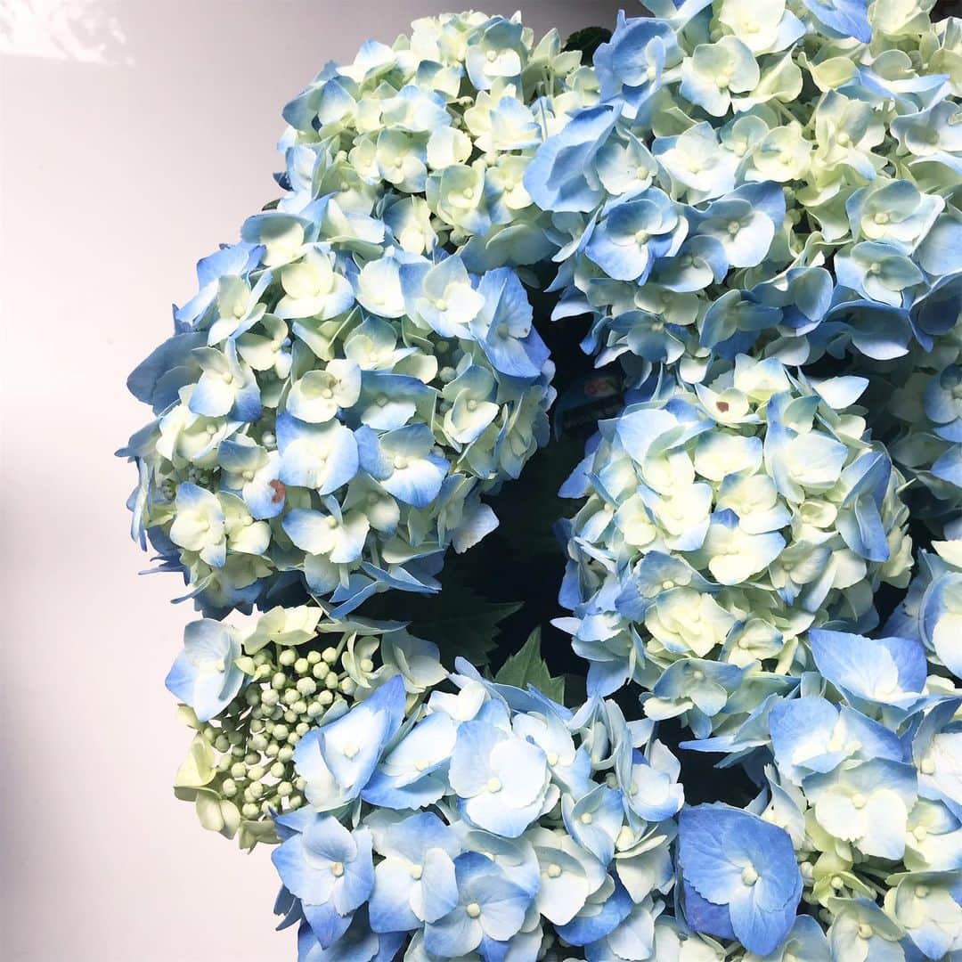 増山敬子さんのインスタグラム写真 - (増山敬子Instagram)「紫陽花が綺麗☺️✨✨」6月16日 10時57分 - keikomasuyama