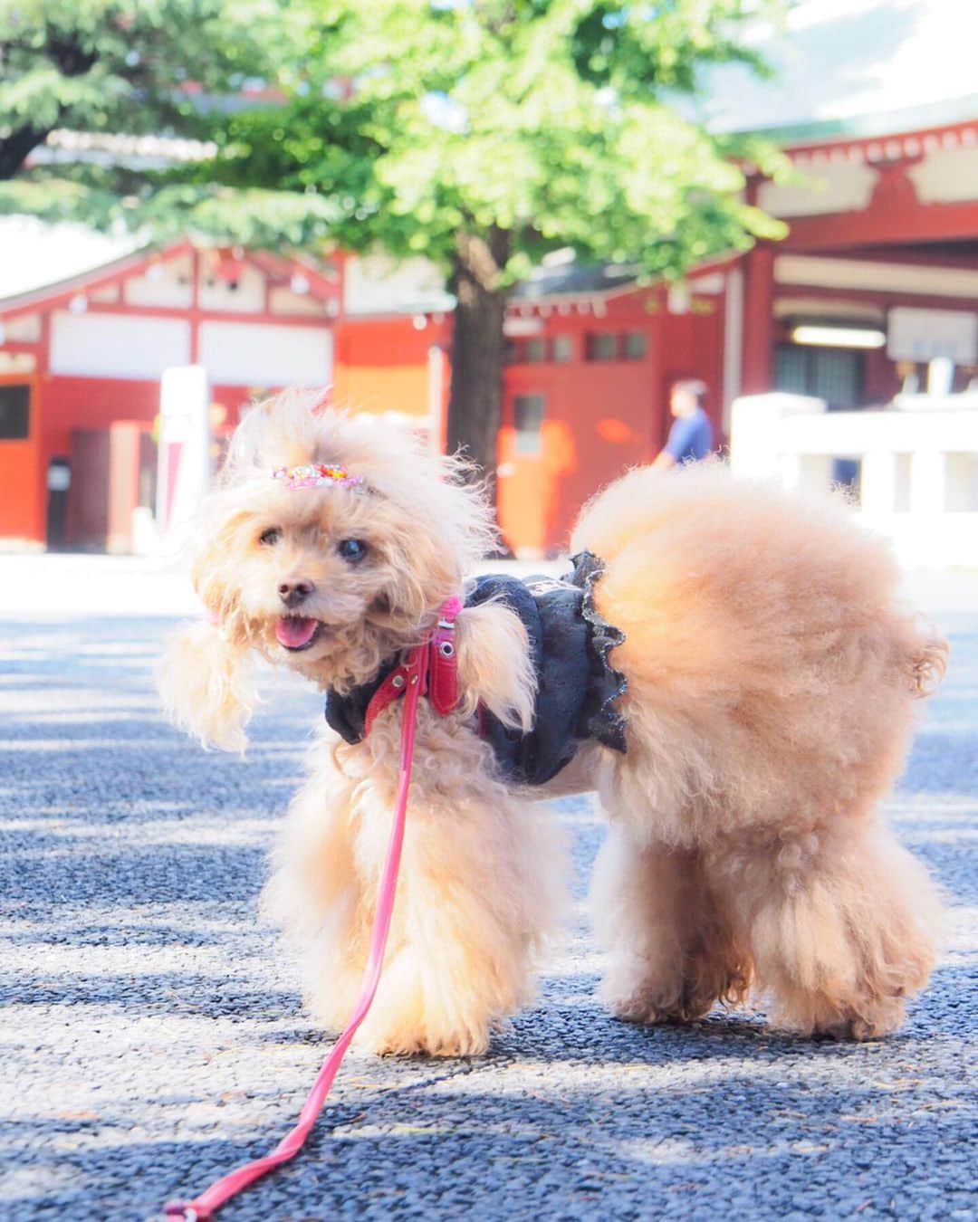 Toypoodle Mikuru?Asakusa Tokyoのインスタグラム：「20190616 Sunday. Good morning! Friends 💕 パパも一緒に浅草寺まで遅めのあさんぽ😄 もう、浅草寺までのお散歩も余裕の みきゅるんです👏🏻 . ❶ 浅草寺 ❷ 奥山参道 ❸ 帰ってきた！みくるの法則動画😆浅草神社  ❹ 途中で朝マック🍔 ❺❻❼ 街角みくるん ❽ キティちゃん人力車に遭遇🤩 . 昨日は雨の中、術後の検診。 お薬の回数が減りました☺️ 次は二週間後のCT検査。 何事もありませんように🙏🏻 . #浅草寺 あさんぽ #朝マック #キティちゃん人力車」