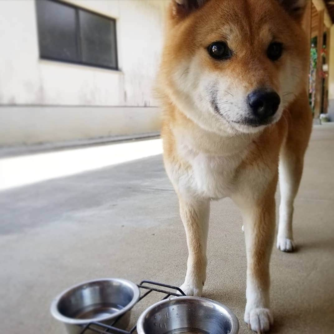 柴犬たま Shibainu Tamaのインスタグラム