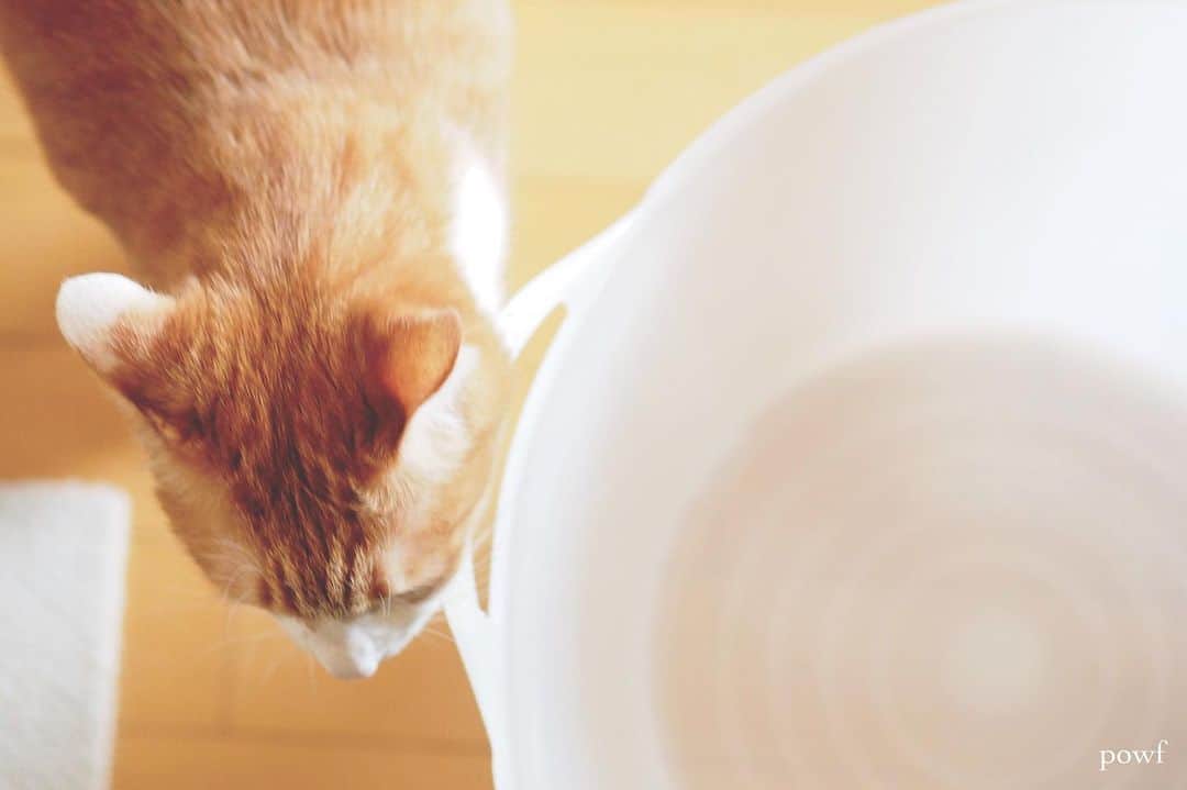 anemone_69のインスタグラム：「. #ハカセとキョウジュ #茶トラ白 #茶白 #cat #猫 #保護猫 . . .」