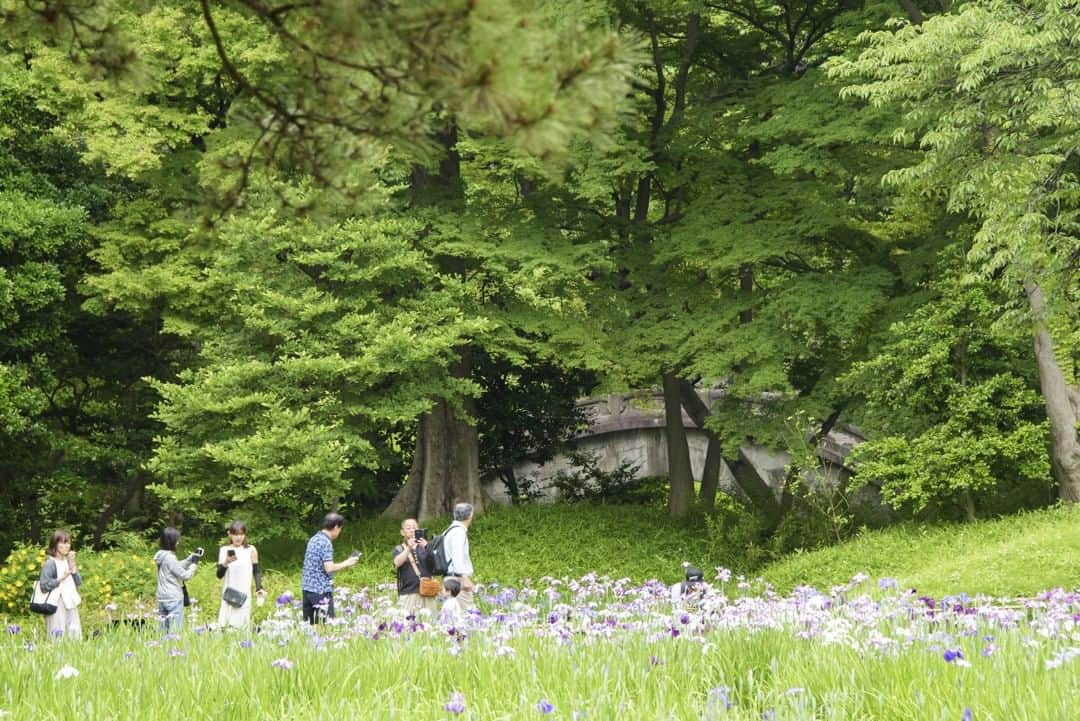 東京都庁広報課さんのインスタグラム写真 - (東京都庁広報課Instagram)「「小石川後楽園（文京区）Koishikawa Korakuen Gardens／(2019.6.1撮影)」 #小石川後楽園　#花菖蒲 #飯田橋  #庭園　#Korakuen #Garden #beautifuldestinations #tokyotrip #tokyotravel #passionpassport #tokyojapan #instatokyo #loves_nippon #phos_japan #bestjapanpics #cooljapan #japan_of_insta #discovertokyo #photo_jpn #東京観光 #東京旅行 #illgrammers #景色 #お出かけ #東京 #Tokyo #东京 #도쿄 #tokyogood」6月16日 11時30分 - tocho_koho_official