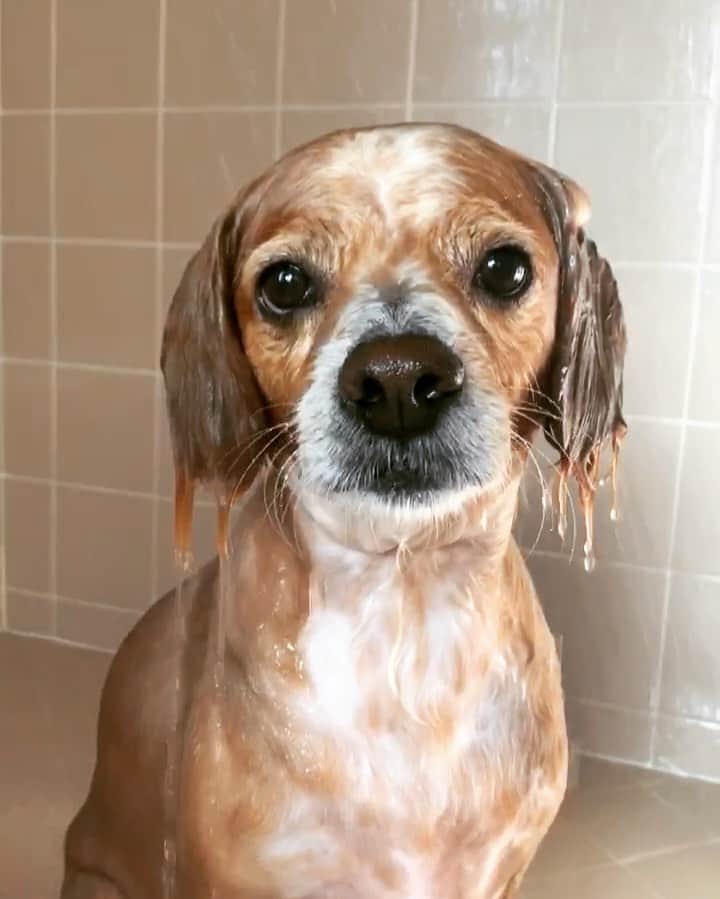 Nika Kljunのインスタグラム：「🐶 Saturday bath time vibes 😅🥰 . When your dog is camera shy 😏🤣! . Look at him acting all shy - i swear he KNOWS I pressed record! 📽 Just a couple seconds before, he was so relaxed with his eyes closed enjooooying his life with water pouring down on him lol. . He was really just in a ZONE, living his best life! He’s truly a human💯😩😍. Oh, I love you Jack! Too cute 😭❤️ . #saturdaythings #dogbath #dogshower #lovingmylife #dogsofinstagramworld #dogsarethebest #posingdog」