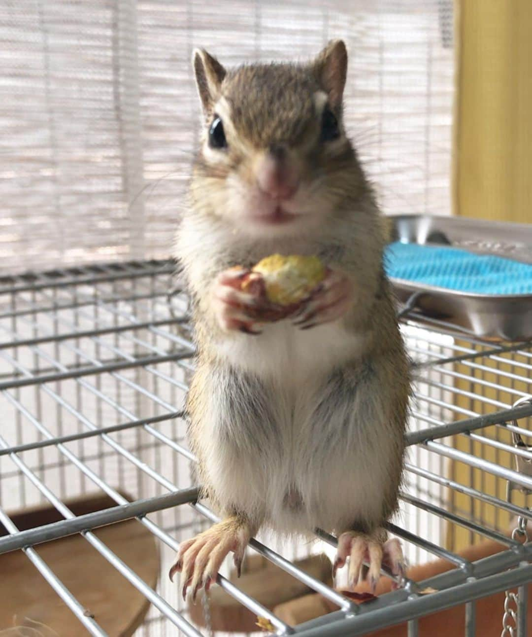 peace_0322さんのインスタグラム写真 - (peace_0322Instagram)「#リス#シマリス#インコ#セキセイインコ#ふわもこ部 今日もご機嫌でピスタチオをモグモグモグモグ😋 最近昼間に部屋んぽしてても、お家にすぐに帰ってしまう🙄(入り口は全開😆出入り自由です) なんでだろう🤔 黄色と緑の子が入るから？それともお家が大好きすぎるのか⁇😂」6月16日 12時15分 - peace_0322