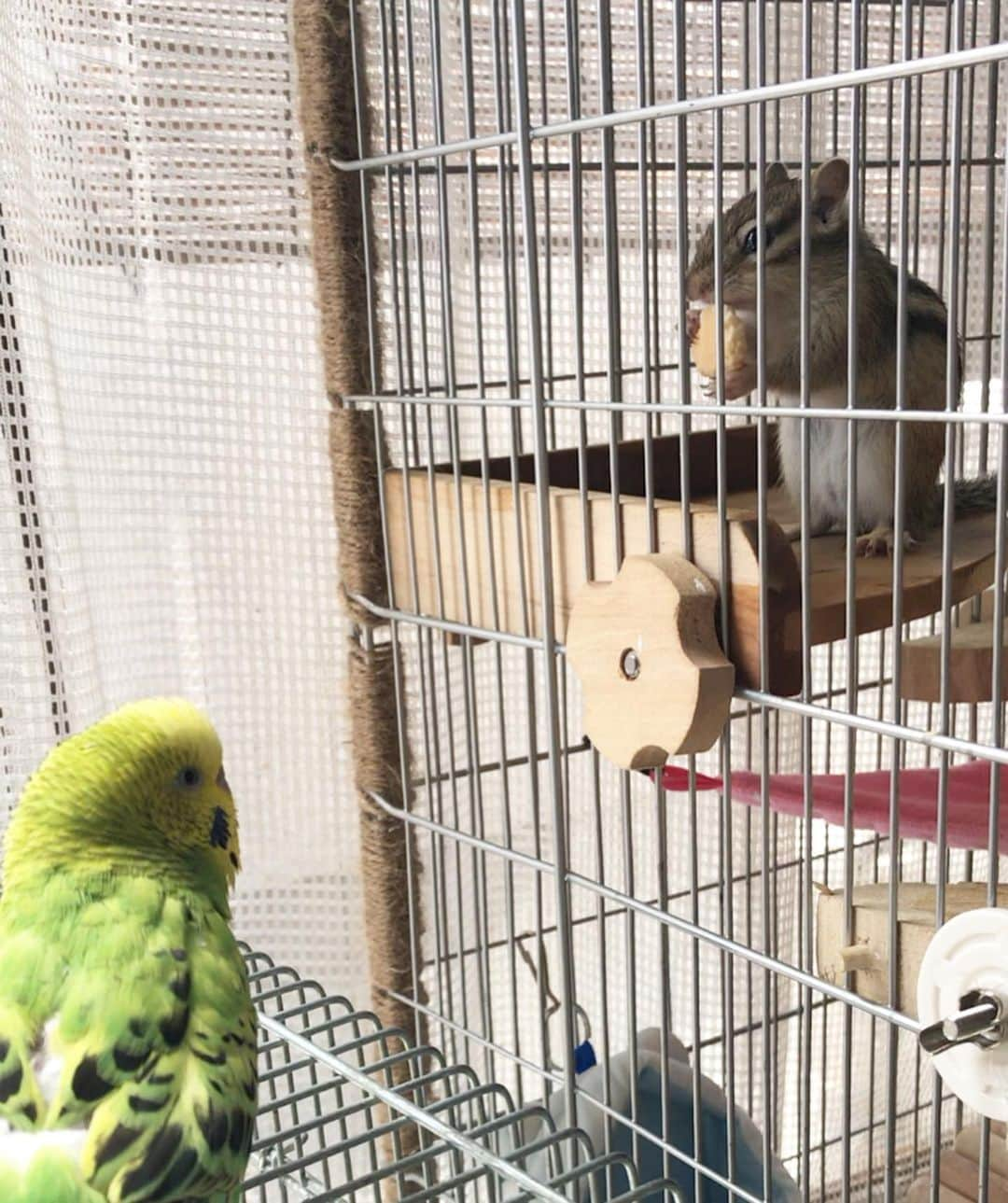 peace_0322さんのインスタグラム写真 - (peace_0322Instagram)「#リス#シマリス#インコ#セキセイインコ#ふわもこ部 今日もご機嫌でピスタチオをモグモグモグモグ😋 最近昼間に部屋んぽしてても、お家にすぐに帰ってしまう🙄(入り口は全開😆出入り自由です) なんでだろう🤔 黄色と緑の子が入るから？それともお家が大好きすぎるのか⁇😂」6月16日 12時15分 - peace_0322