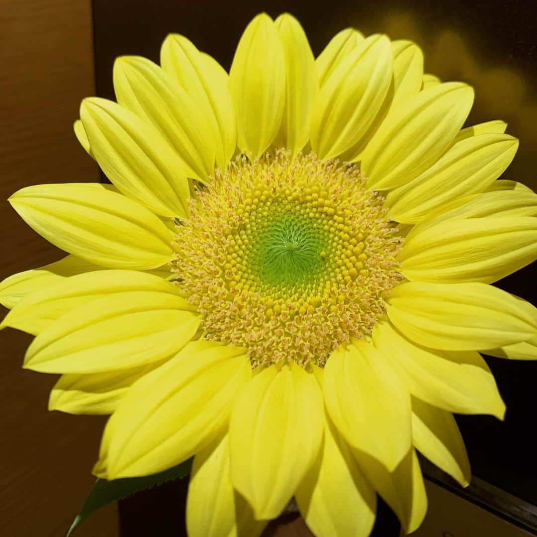 青田典子さんのインスタグラム写真 - (青田典子Instagram)「真っ黄色なひまわり✨ きれい〜✨ 確か#ひまわりは7月から開花だと思うんだけど、 早めに咲いてるひまわりに.早速 元気付けられました(´｡✪︎ω✪︎｡｀)💕」6月16日 12時42分 - norikoaota