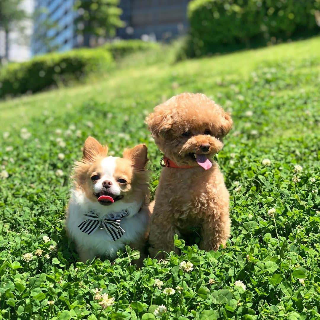 玉ねぎ戦士さんのインスタグラム写真 - (玉ねぎ戦士Instagram)「なんてかわいいんだちみたちは😍🐾 ・ ・ ・ #タラコテ #毛玉兄弟」6月16日 12時59分 - licca_tarao_0311