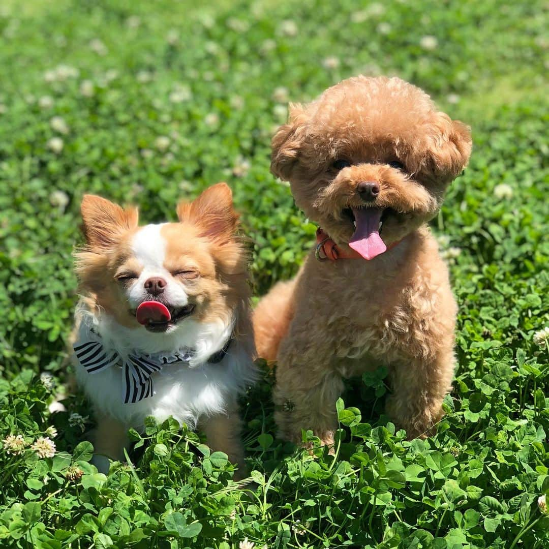 玉ねぎ戦士さんのインスタグラム写真 - (玉ねぎ戦士Instagram)「なんてかわいいんだちみたちは😍🐾 ・ ・ ・ #タラコテ #毛玉兄弟」6月16日 12時59分 - licca_tarao_0311