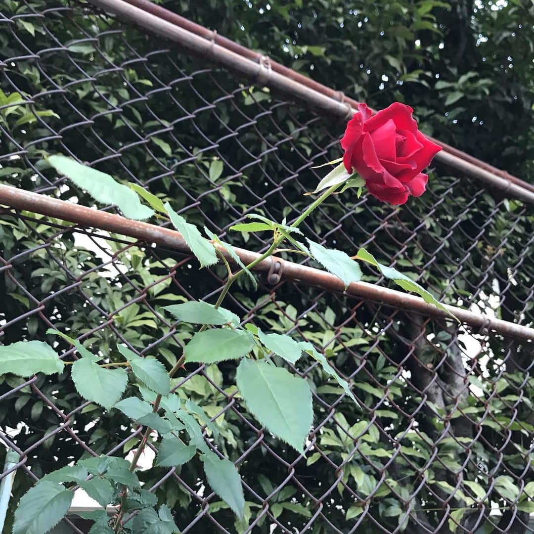 花野じゅりあさんのインスタグラム写真 - (花野じゅりあInstagram)「. 🌹  あの一族を思い出す . . . . . #赤バラ #絵のような風景 #ヴァンパネラ #きっとどこかで #生きている」6月16日 13時24分 - julia.hanano