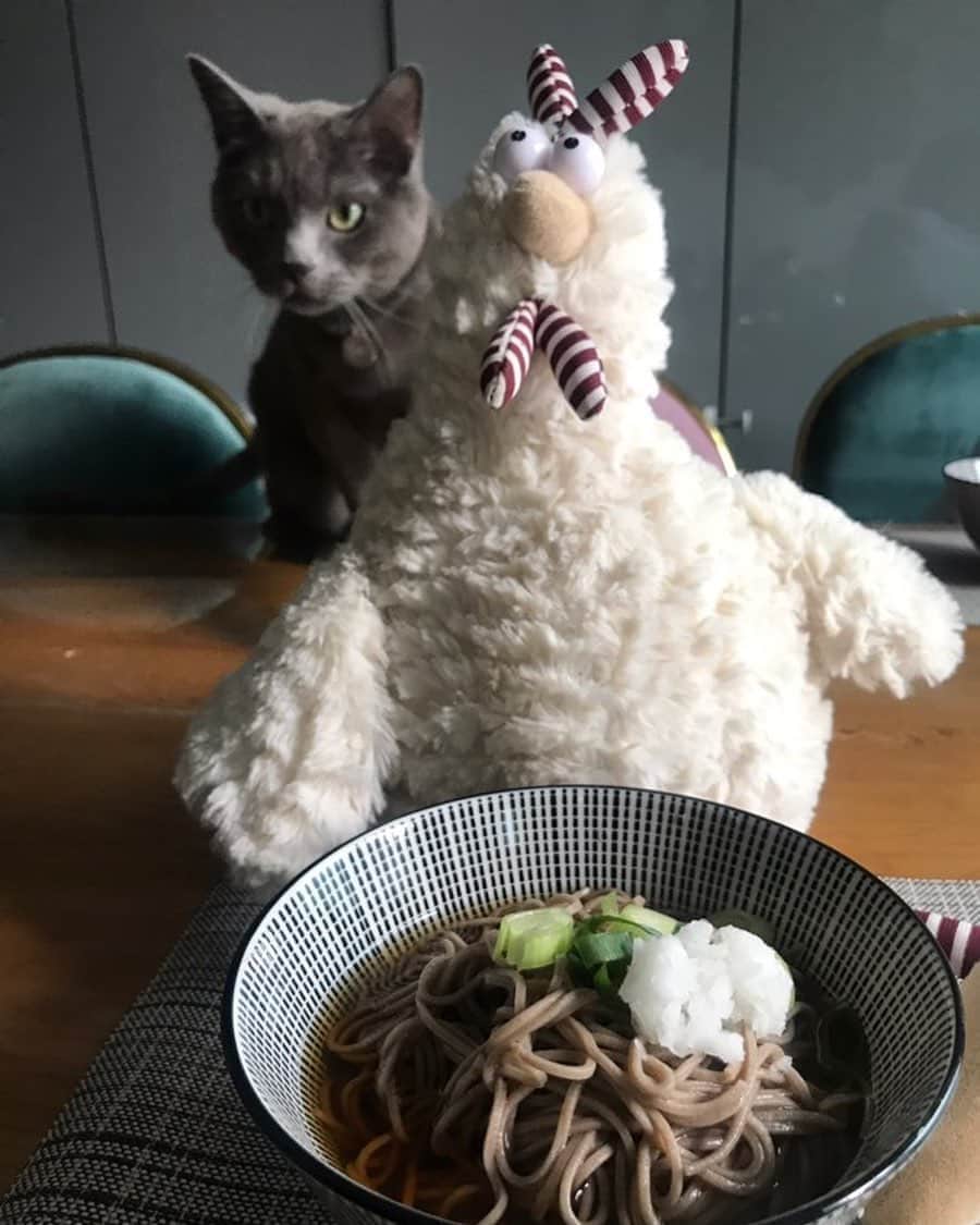 奥菜恵のインスタグラム：「#베테랑분식 에서 직접 공수한 #소바🥢  #집에서 먹으니깐 더 맛이쪙👍🏻 #sobanoodles🍜 #athome #buckwheatnoodles #russianblue #cat #catstagram #me_ok_thechicken #me_ok」