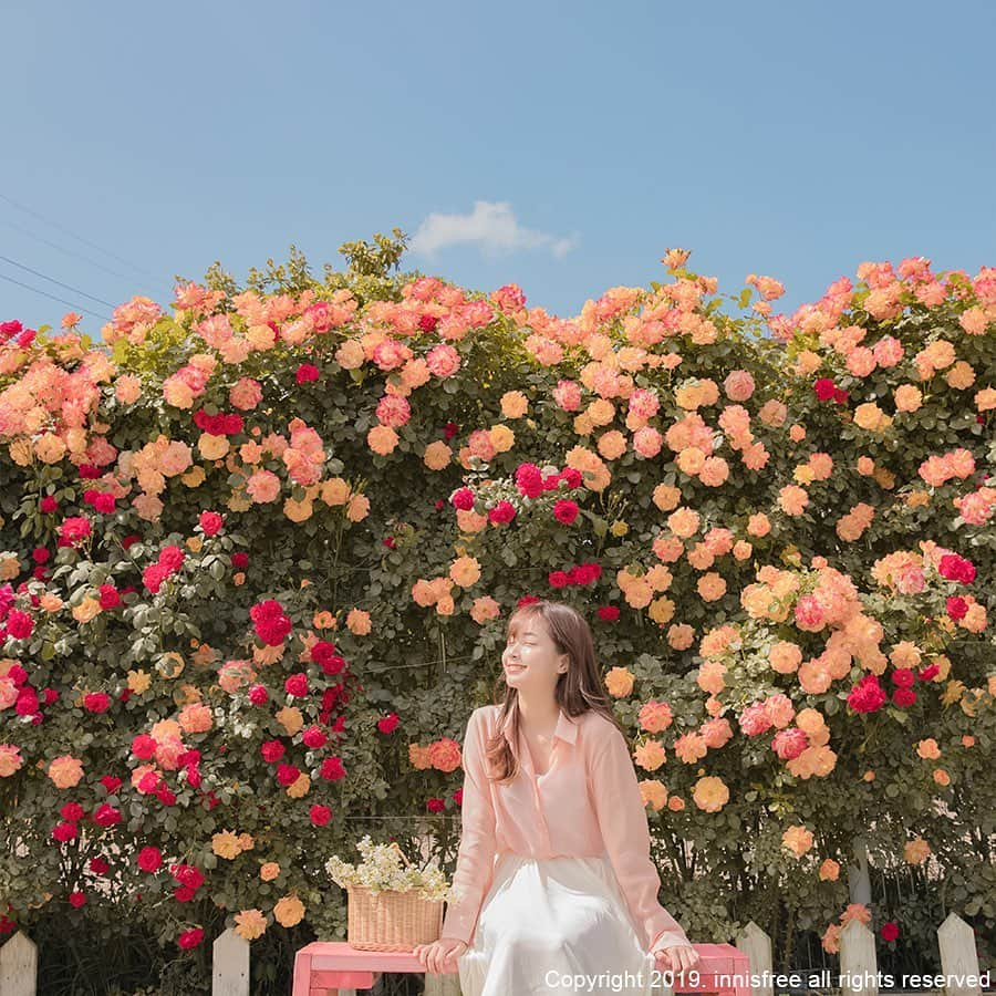 innisfree official (이니스프리) さんのインスタグラム写真 - (innisfree official (이니스프리) Instagram)「Enjoy the warm sunshine and the fragrant flowers in Jeju.💞 ⠀⠀⠀ 따스한 햇살과 향기로운 꽃 향기로 가득한 제주를 즐겨요 💞」6月16日 15時00分 - innisfreeofficial