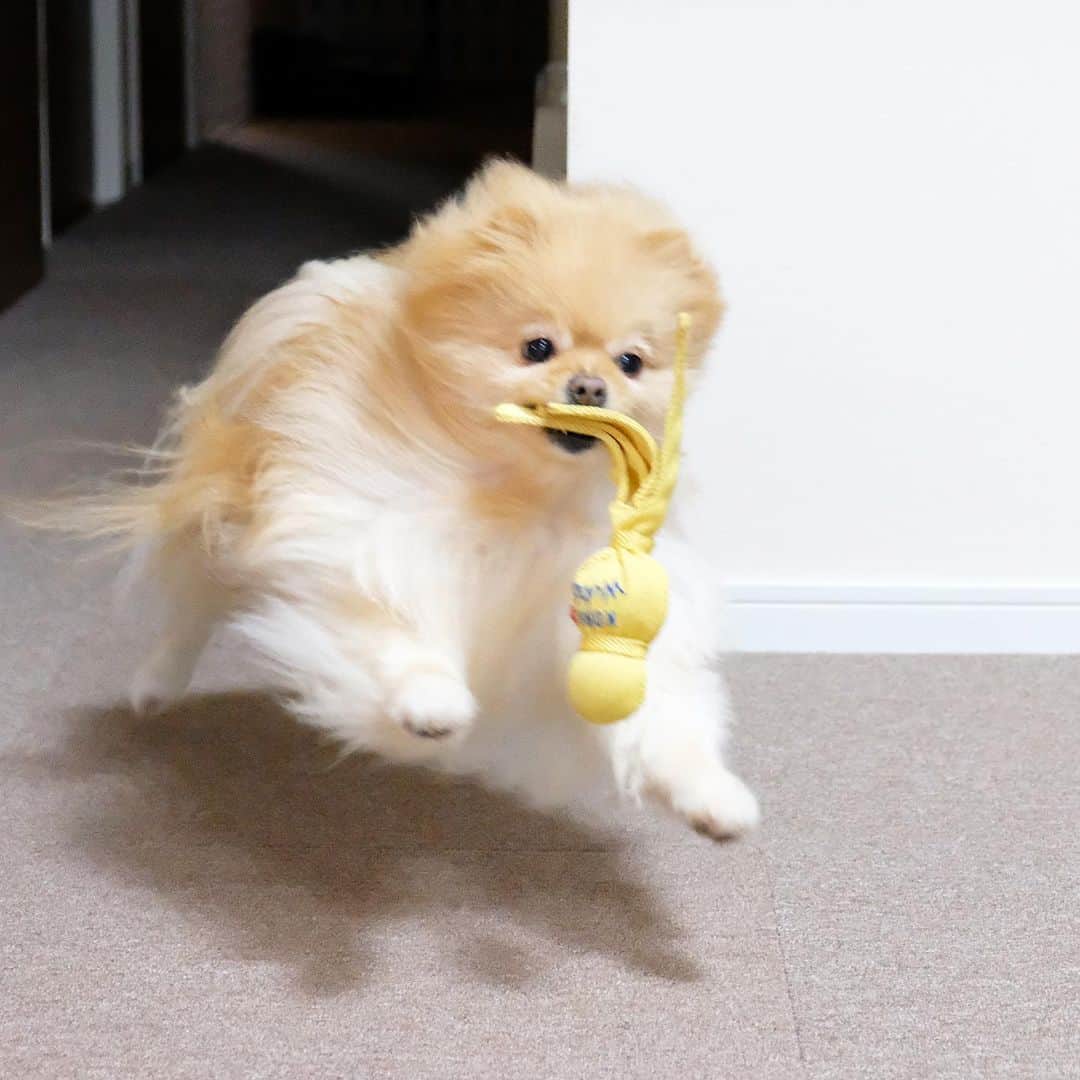 Hanaさんのインスタグラム写真 - (HanaInstagram)「ブログ更新しました♪ プロフィールから飛べます🚀 http://kedamakyoudai.blog.jp/ * ビュンビュンビューン♪ * #飛行犬 * ぶっ飛びお姉🐕💨💨💨 * * #Pomeranian#pom#pompom#pomstagram#pets#mofmo#dogs#doglover#dogsofinstagram#dogstagram#Japan#Kawaii#fluffydog#ポメラニアン#犬#いぬら部#chien#pecoいぬ部#포메라니안#もふもふ#ふわもこ部#cute#cutedog#funny#funnydog」6月16日 15時12分 - mofu2family