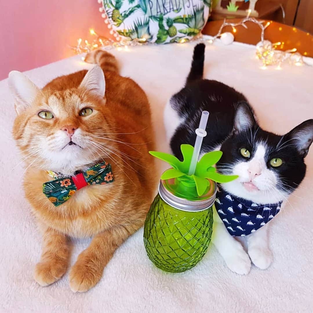 CatStockerのインスタグラム：「Hello! #catstocker is here!  Follow our FURRriend @the_cute_cat_kiko  Scroll right for more pictures 👉 . . . . . #cat #neko #mačka #chat #kočka #котка #kotek #kot #кіт #mače #кошка #кот #katze #gato #gatto #kissa #kattunge #猫 #고양이 #貓 #kedi #köttur #kissanpentu #חתול #кішка #kedicik #кошеня #gattino #子猫」