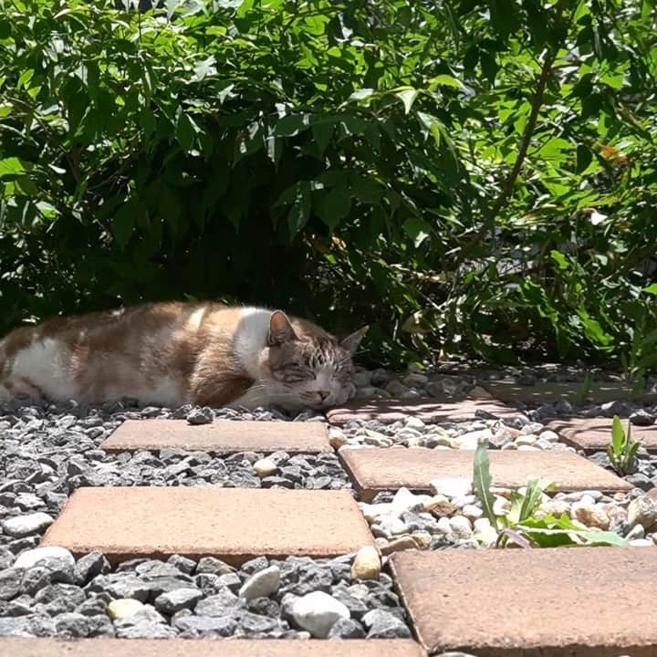 マアルのインスタグラム：「家の庭先に遊びに来てくれる、ご近所の猫ちゃん #🐈 #猫好きさんと繋がりたい #北海道 #旭川市」