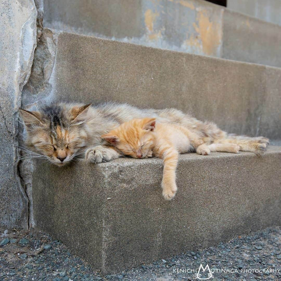 NEKOくらぶさんのインスタグラム写真 - (NEKOくらぶInstagram)「|| 穏やかな時間⠀ @morikencatphoto さんの作品ですにゃ（＝ΦωΦ＝）⠀ *⠀ いいね！＆コメント大歓迎！！⠀ *⠀ #nekoclub #NEKOくらぶ #Japan #Photo #写真 #日本 #cat #ネコ #ねこ #猫 ⠀ Follow: @nekoclub_jpn⠀ *⠀ ▼【廣済堂出版共同企画】NEKOくらぶの皆さまとつくる「NEKOくらぶ写真集」、発売中♪（＝ΦωΦ＝）⠀ ※詳細は本アカウント「 @nekoclub_jpn 」のプロフィールに固定しているハイライトから」6月16日 16時00分 - nekoclub_jpn