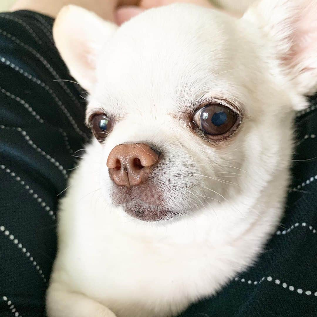 KORIKIさんのインスタグラム写真 - (KORIKIInstagram)「こんチワワ♪ #足の間 #dogofsapporo #dog, #dogs, #dogstagram,#chihuahua,#犬バカ部,#チワワ,#koriki, #hanadog #白スムチ連合会, #スムチー,  #dogofthedayjp, #dogoftheday  #ilovemydog #instadog #instapet #WhiteChihuahua  #吉娃娃 #치와와  #dogsofinstagram #Chihuahualover  #チワワの輪 #barkbox #WhiteChihuahuaParty #もふもふモフモフ」6月16日 16時05分 - koriki_dog