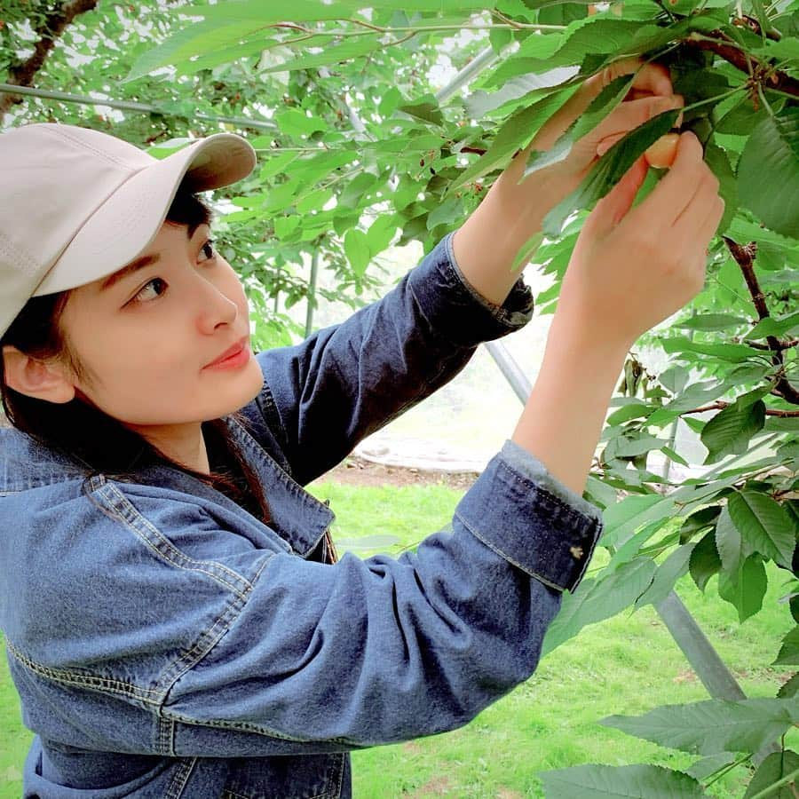 西脇彩華さんのインスタグラム写真 - (西脇彩華Instagram)「＊ いちご狩りで味をしめたわたしたち…🍓🍓 ・ いってきました！ さくらんぼ狩り🍒🍒笑笑 あまくておいしかったぁぁ！ ・ まどちゃん親子とうちの愛犬そらとむにと💓😘 わんちゃんも一緒に楽しめるフルーツ狩りなんて最高です✨🤣 すっかり慣れたスリングで極楽、極楽🐶🙏笑 ・ 次は何を狩りにいこうかぁぁーー🍽笑 #pomeranian #pomestagram #pomeranians #pom #dog #2dogs #brotherandsister #pomeraniansofinstagram #ポメラニアン #白ポメ #ホワイトポメラニアン #犬 #いぬすたぐらむ #ぽめすたぐらむ  #さくらんぼ狩り #🍒 #cherry #yummy #fruit」6月16日 16時22分 - chapon_930