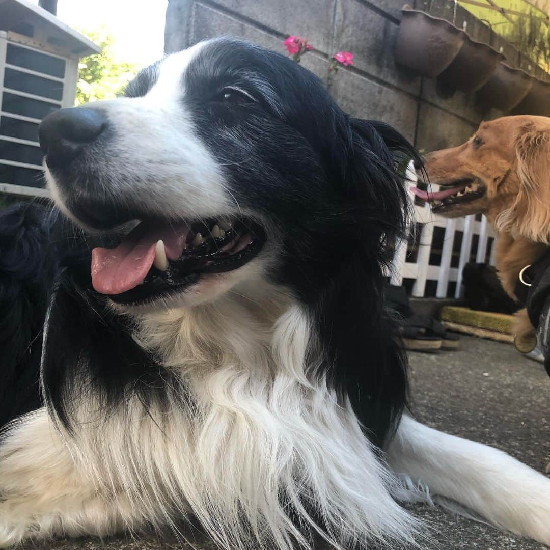 みずしな孝之のインスタグラム：「犬天国！」
