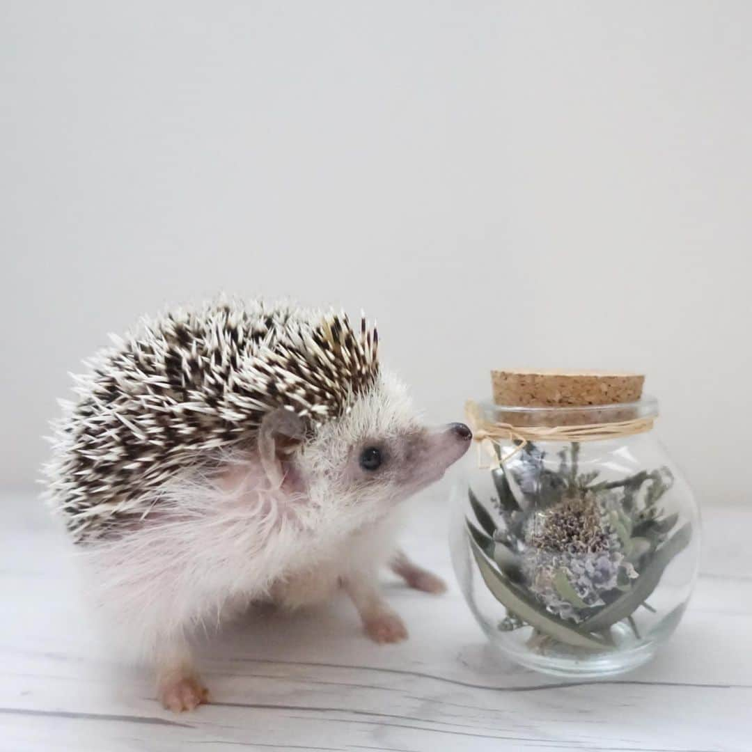 ラド&ティンクさんのインスタグラム写真 - (ラド&ティンクInstagram)「* This succulent plant was sold under the name of Hedgehog. Do you look like me? * model ： Ocean * * この前、ワークショップで辻堂に行った飼い主。 「IN NATURAL」 @in_natural_master ってお店で ハリネズミ🦔って名前で売られていた多肉植物を発見👍 鉢植えを選んで、お店の人に植え替えてもらって、お迎えしてきました✨ * 2枚目の小瓶に入ったドライフラワーも。 昔はハリネズミグッズを見つけるとすぐにお財布の紐が緩んでいたのだけれど、 最近は、一緒に撮影したら可愛いくて、そのままインテリアにできるものを買うようにしています。 * * 多肉植物やサボテンをなかなかうまく育てられないのだけど、 この緑の小さな葉っぱが少し下向きにクタッとしたらお水をあげるように言われたので、 よく観察してあげよう。 置く場所にもよるけど、1ヶ月に一度か二度なんですって。 * * #おーしゃん #ユーフォロビア #多肉植物 #はりねずみ #ハリネズミ #針鼠 #ヨツユビハリネズミ #ヘッジホッグ  #ペット #ふわもこ部 #モフモフ #hedgehog #pygmyhedgehog #lovelypet #cuteanimals #hedgehogfamily #hedgie #Hérisson #igel#riccio #Erizo #고슴도치 #刺猬 #pecotv」6月16日 16時42分 - rado_pompon